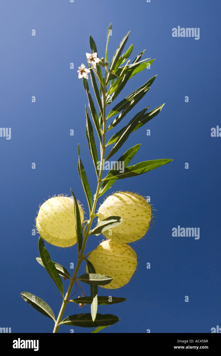 Bush coton ballon fleurs et fruits (Portugal). Fruits et fleurs de gomphocarpe (Gomphocarpus physocarpus). Le Portugal. Banque D'Images