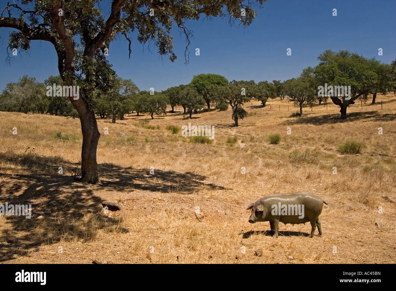 Un porc (Sus scrofa domesticus) vivant dans une relative liberté (Portugal). Cochon (Sus scrofa domesticus) en semi-liberté (Portugal). Banque D'Images