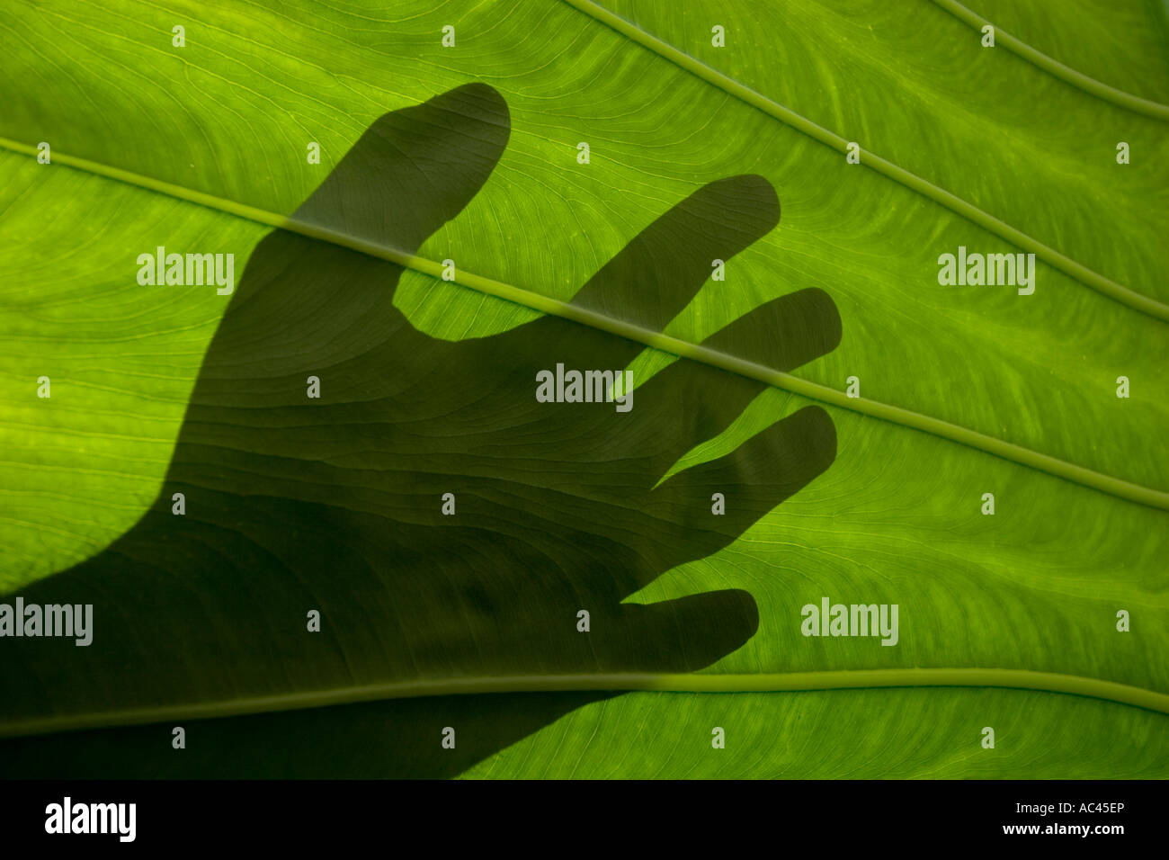 Le plan d'une part, par le biais d'une feuille d'Alocasia rétroéclairé. Ombre d'une main derrière une feuille d'Alocasia macrorrhiza Alocasia (). Banque D'Images