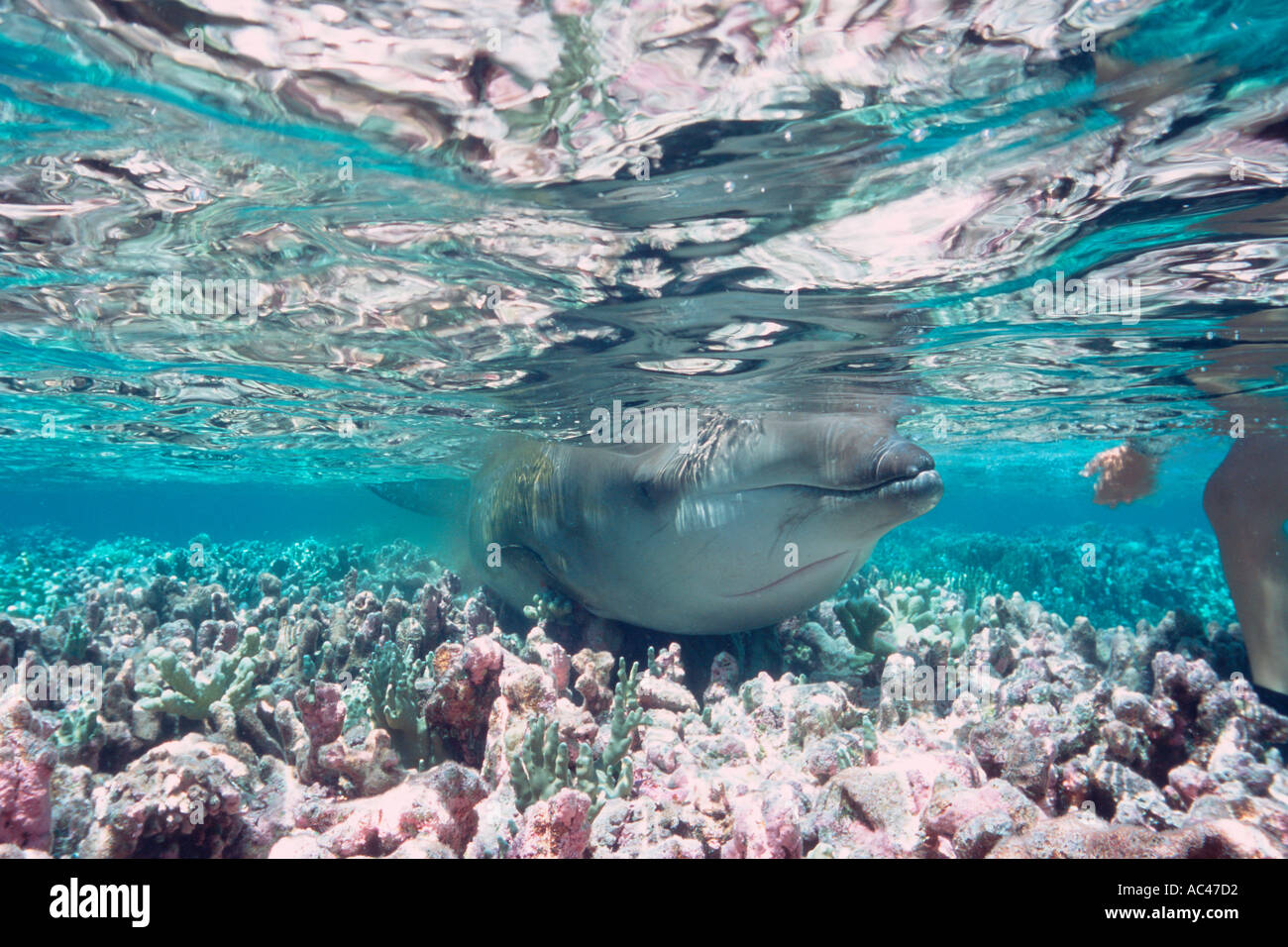 La baleine à bec de Cuvier s'est échouée sur le récif corallien à marée basse, Ziphius cavirostris, Mili, Îles Marshall, Océan Pacifique Banque D'Images