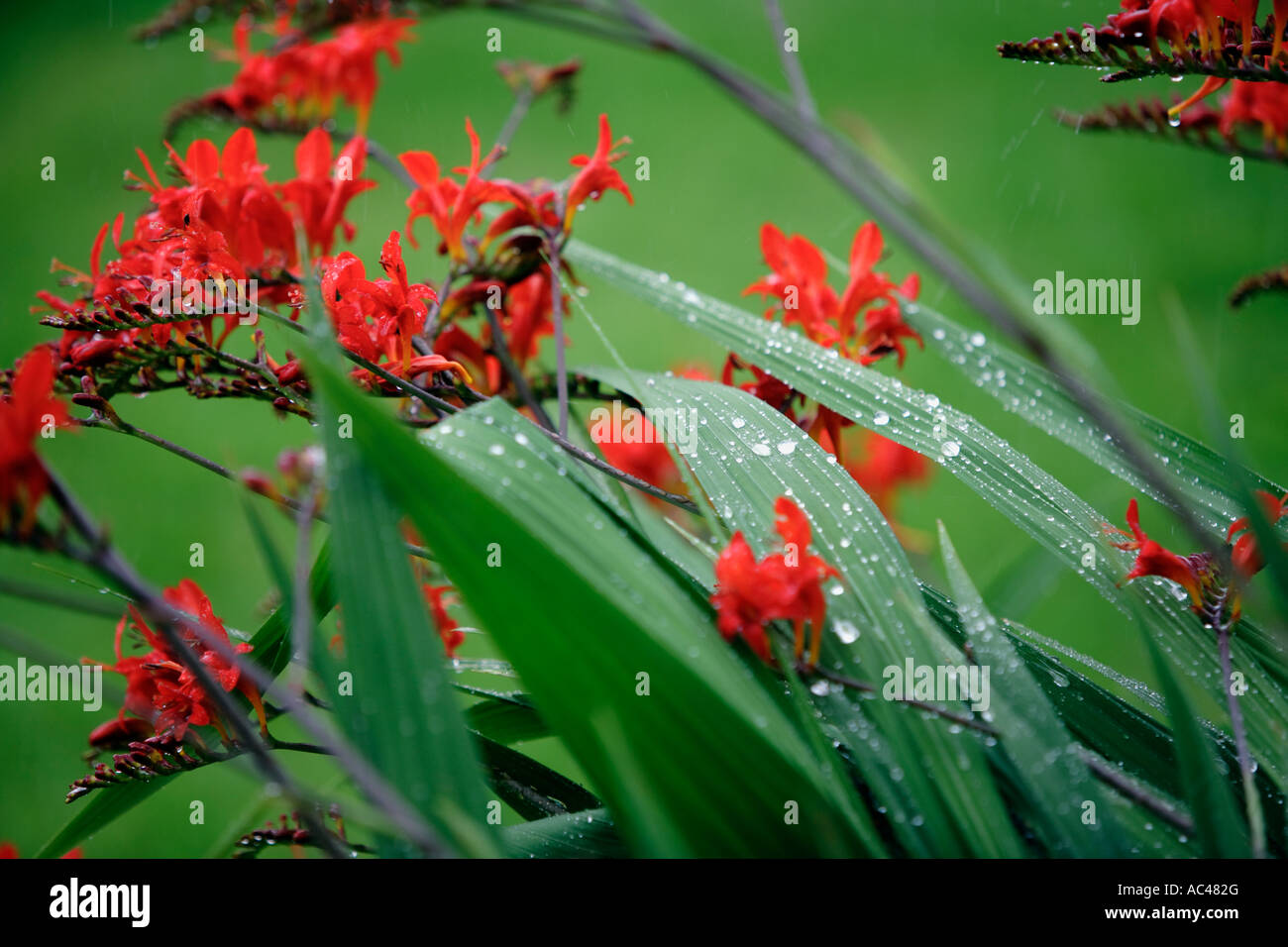 Crocosmia avec gouttes de pluie sur les feuilles et les fleurs après une douche dans le Worcestershire UK Banque D'Images