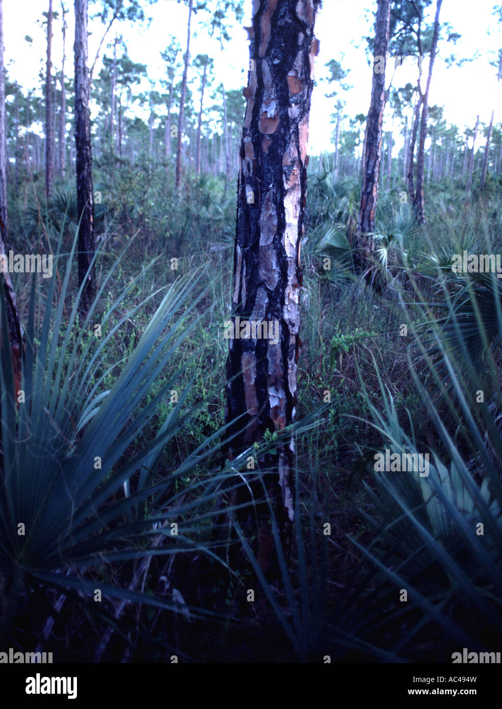 Les plantes le long du sentier dans la Pineland Parc National des Everglades en Floride USA Banque D'Images