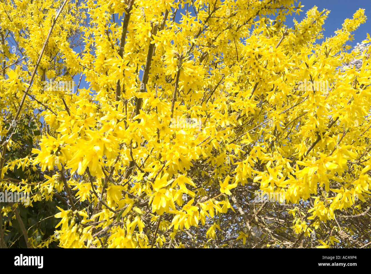 Forsythia en pleine floraison Avril Norfolk Uk Banque D'Images