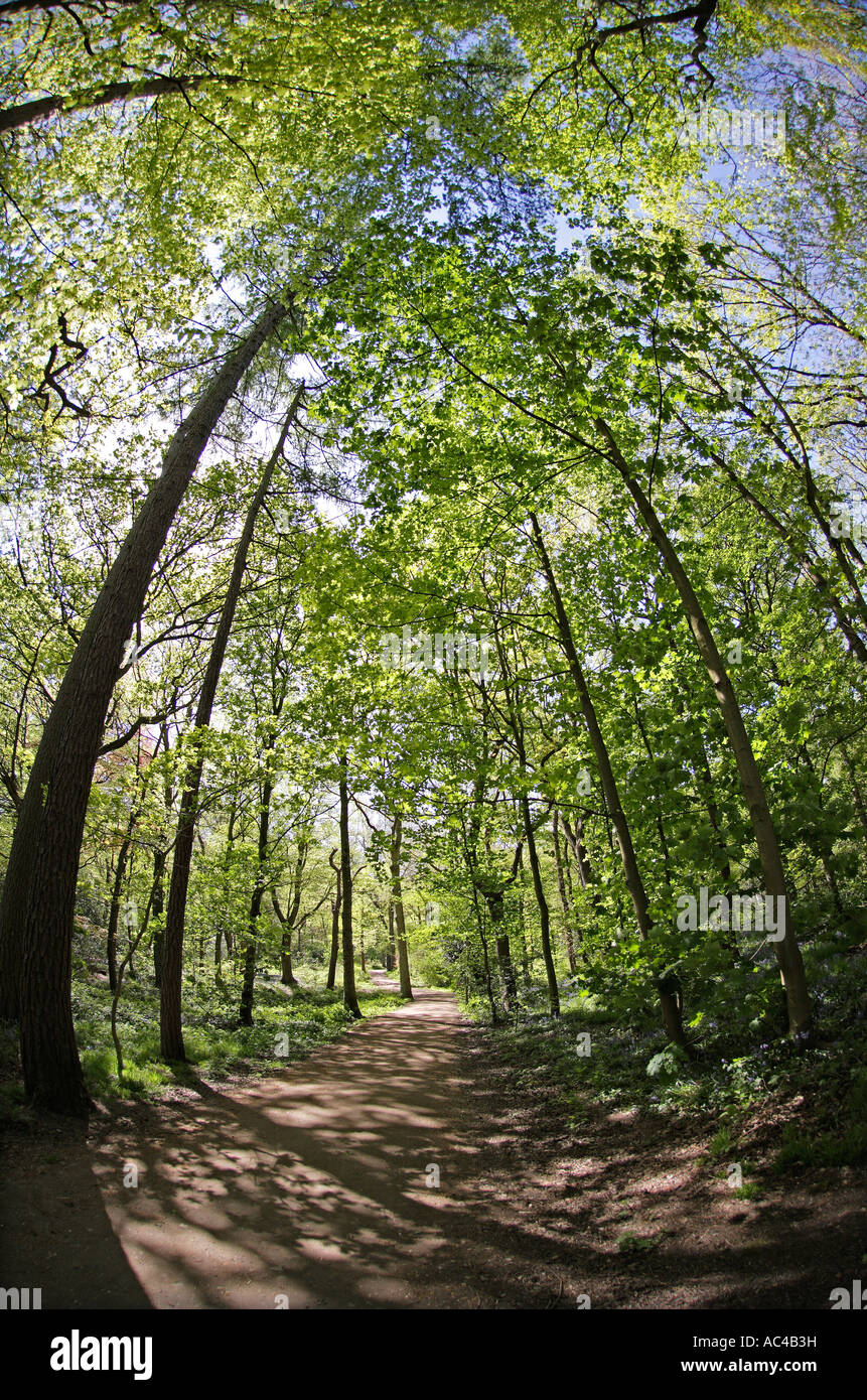 English Woodland Canopy au printemps Banque D'Images