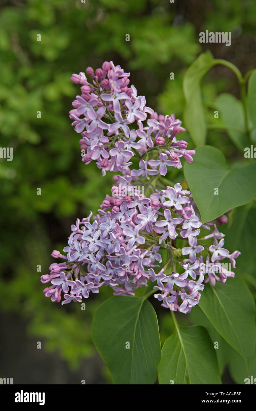 Lilas en fleurs close-up Banque D'Images