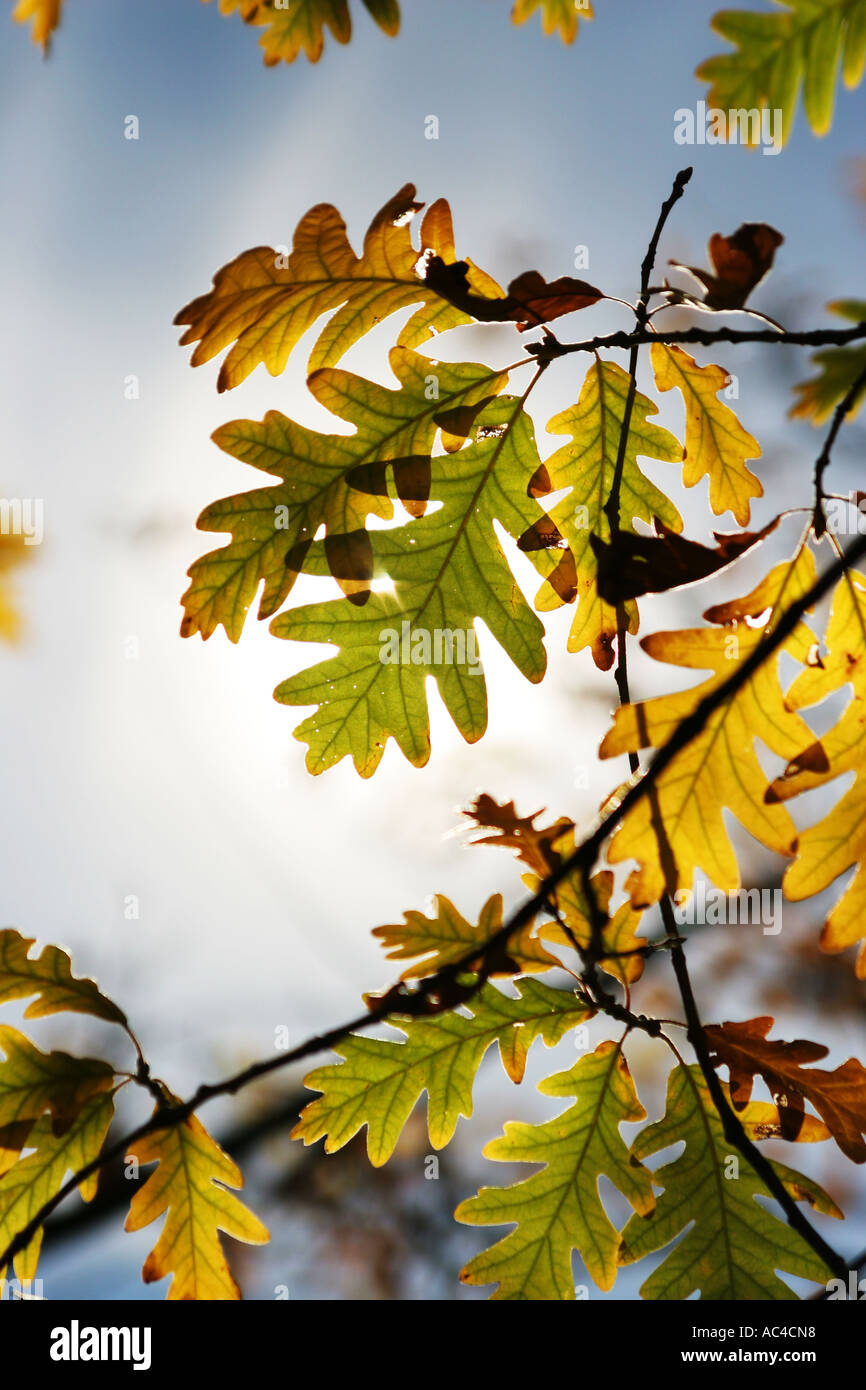 Automne feuilles de chêne Banque D'Images