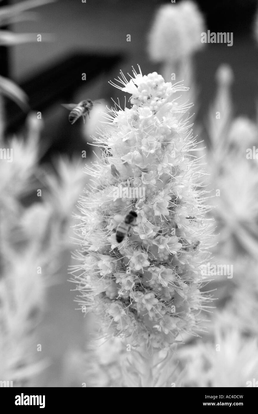 Une abeille sur une fleur dans l'infrarouge Banque D'Images