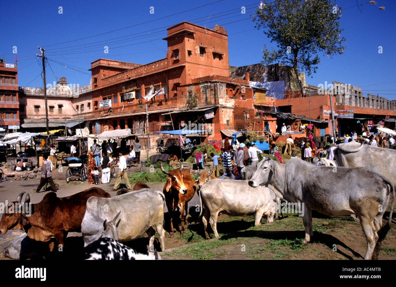 Inde Rajasthan Jaipur indien hindou vache vaches Banque D'Images