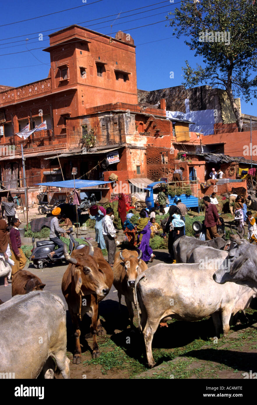 Inde Rajasthan Jaipur indien hindou vache vaches Banque D'Images