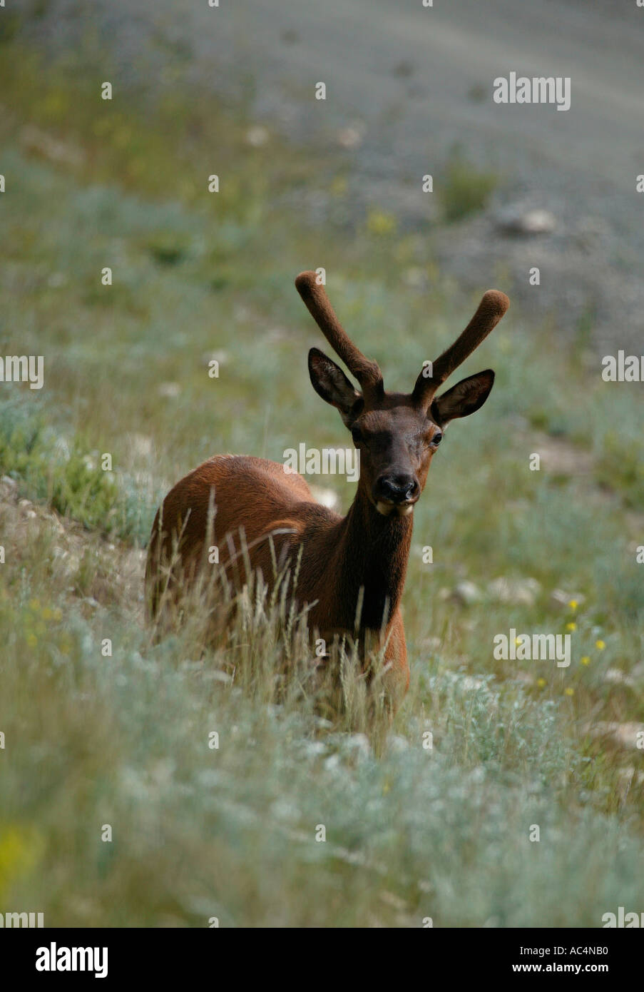 Elk mâle Canada debout dans l'herbe haute sur une colline d'herbe verte Banque D'Images