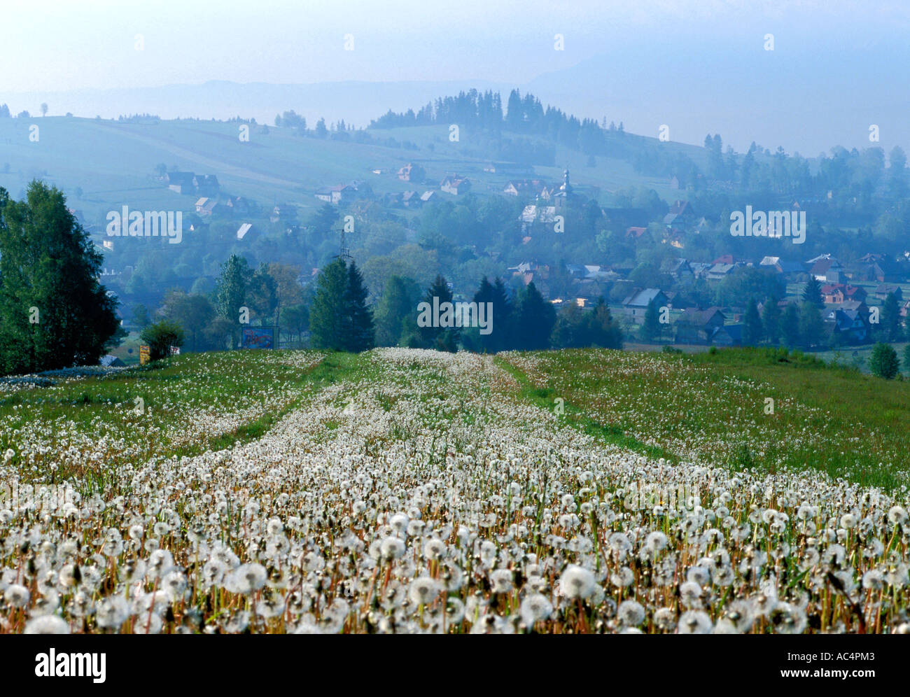 Le pissenlit dans près de Podhale Nowy Targ en Pologne Banque D'Images