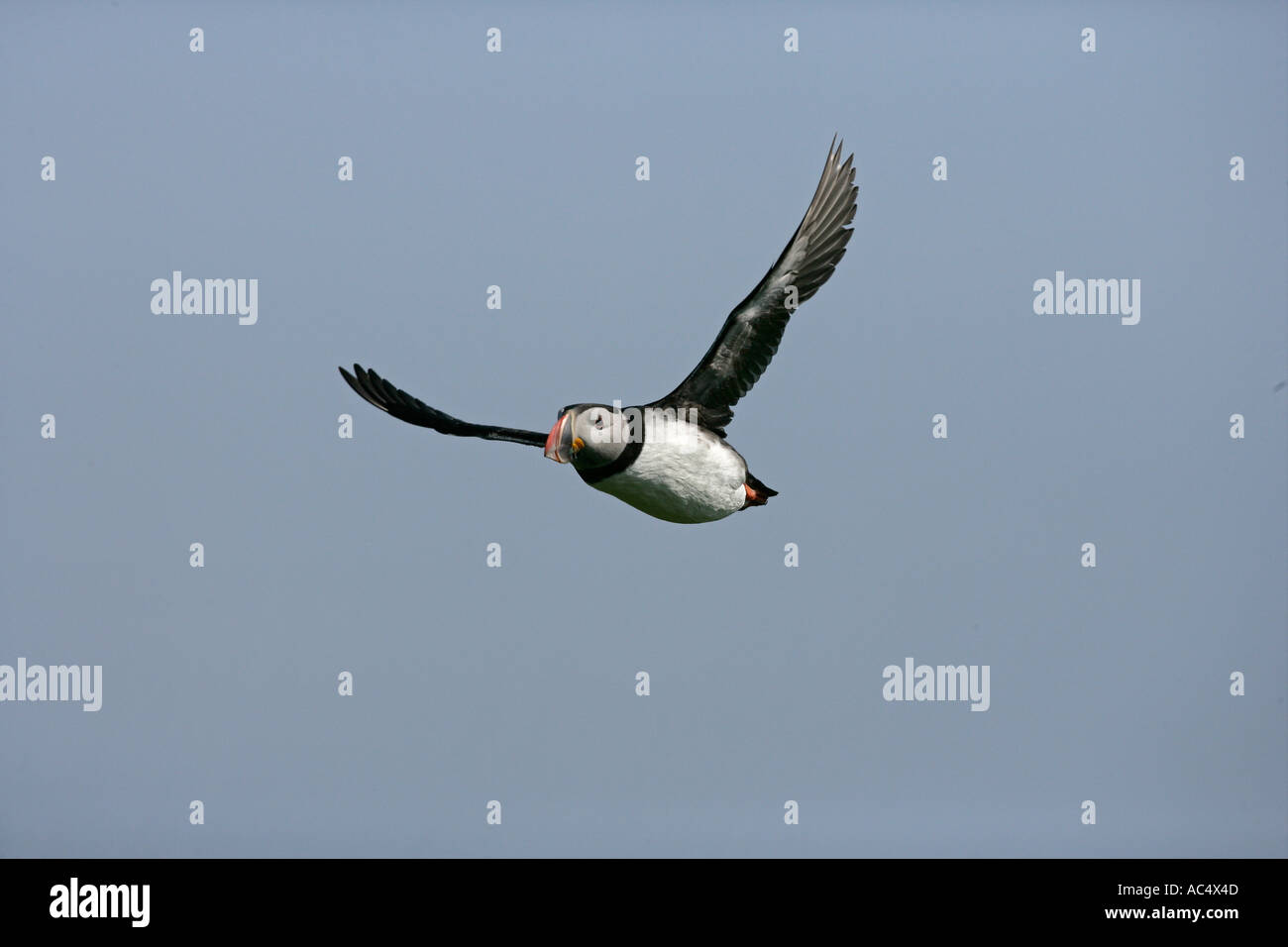 Macareux moine (Fratercula arctica Banque D'Images