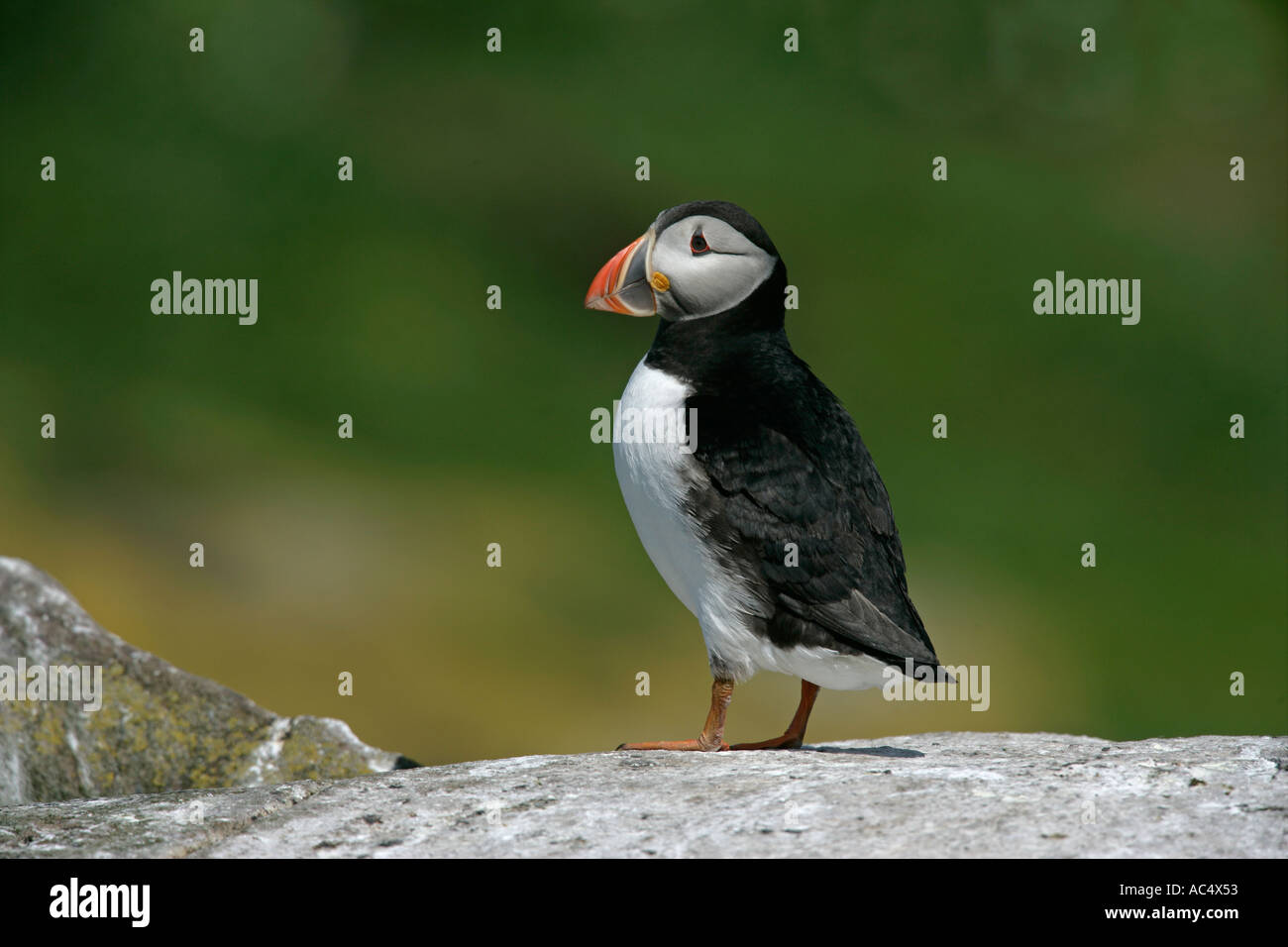 Macareux moine (Fratercula arctica Banque D'Images