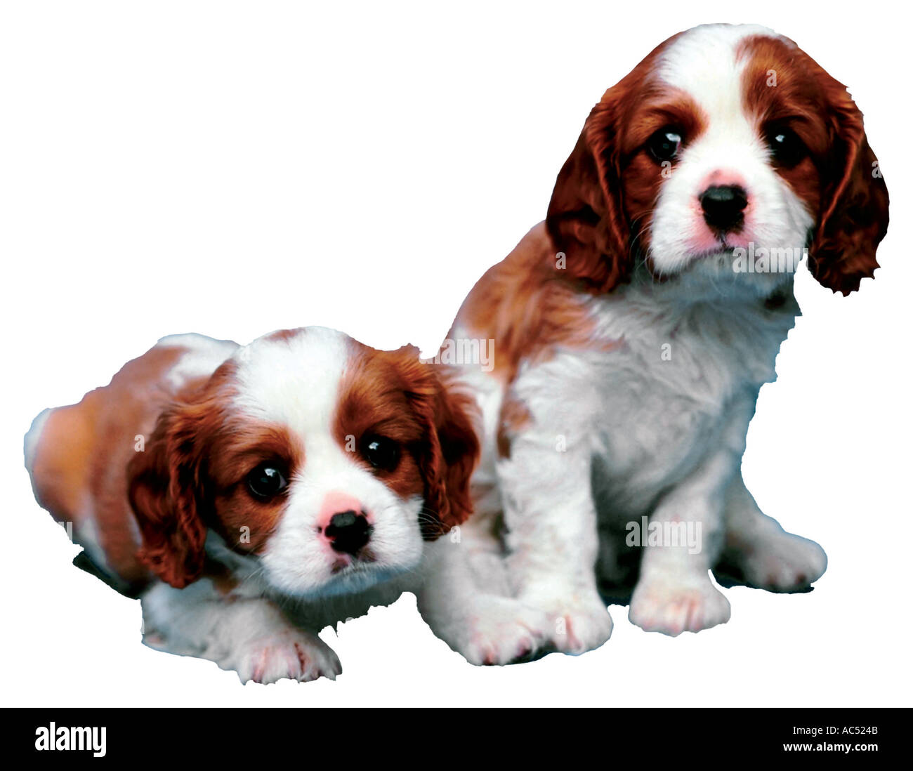 Animaux chiots king charles king charles chiots jpg jpg Banque D'Images