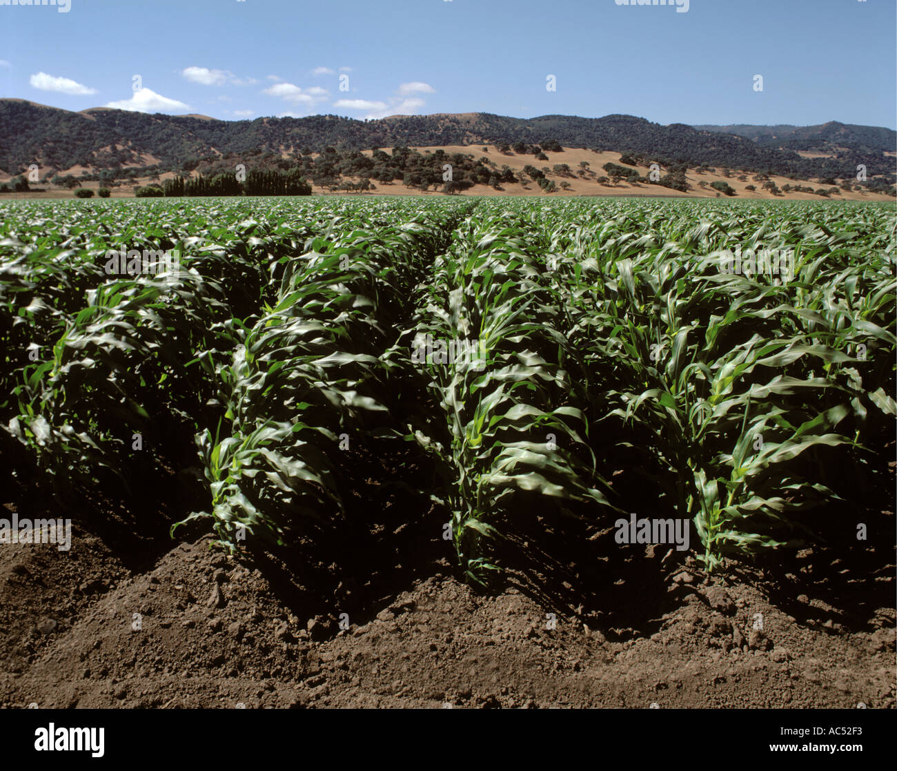 Un champ de maïs commence à fleurir dans les riches terres agricoles de Californie centrale Banque D'Images Un champ de maïs commence à fleurir dans les riches terres agricoles de Californie centrale Banque D'Images