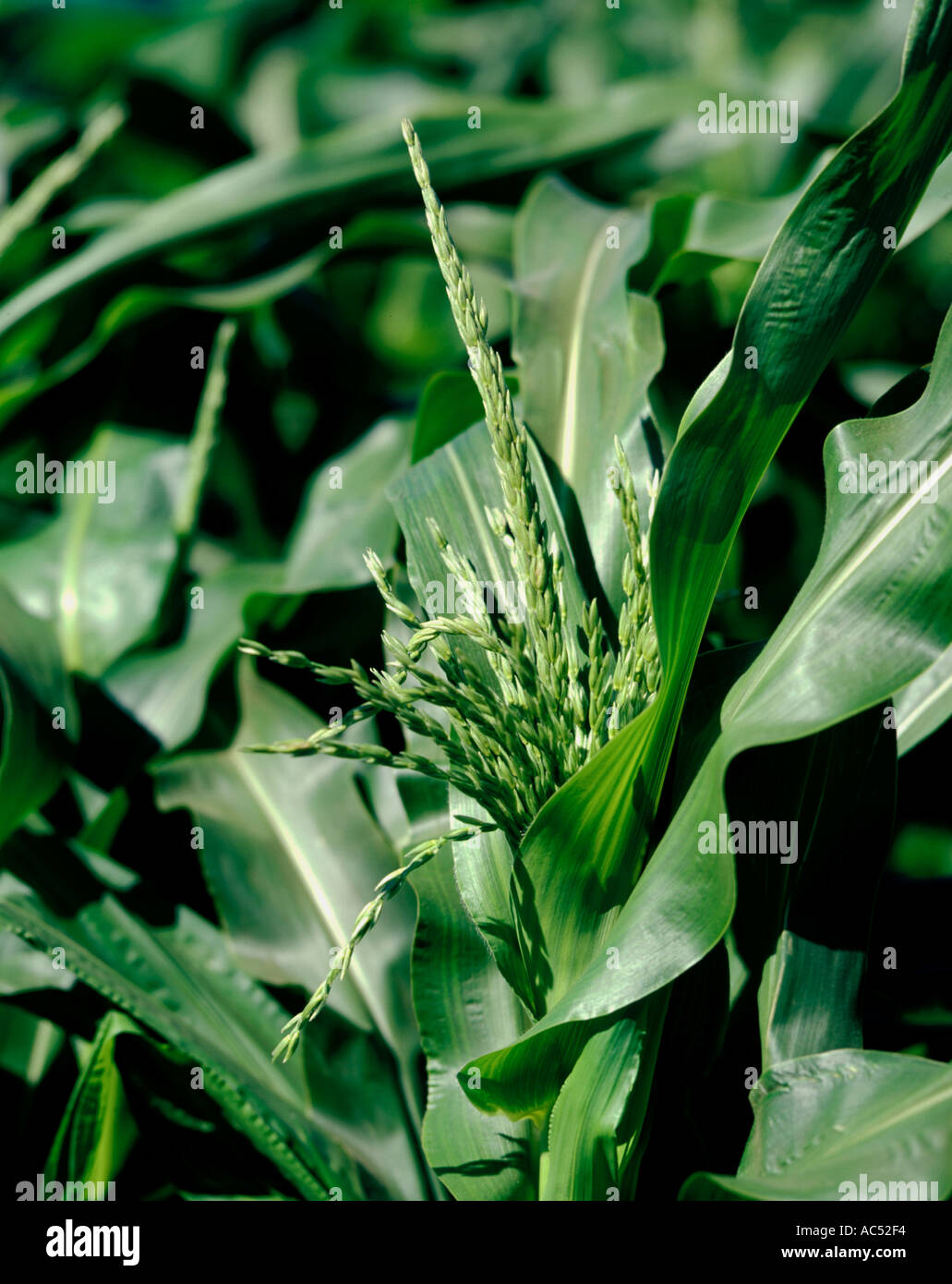 Un épi de maïs commence à fleurir dans les riches terres agricoles de Californie centrale Banque D'Images Un épi de maïs commence à fleurir dans les riches terres agricoles de Californie centrale Banque D'Images