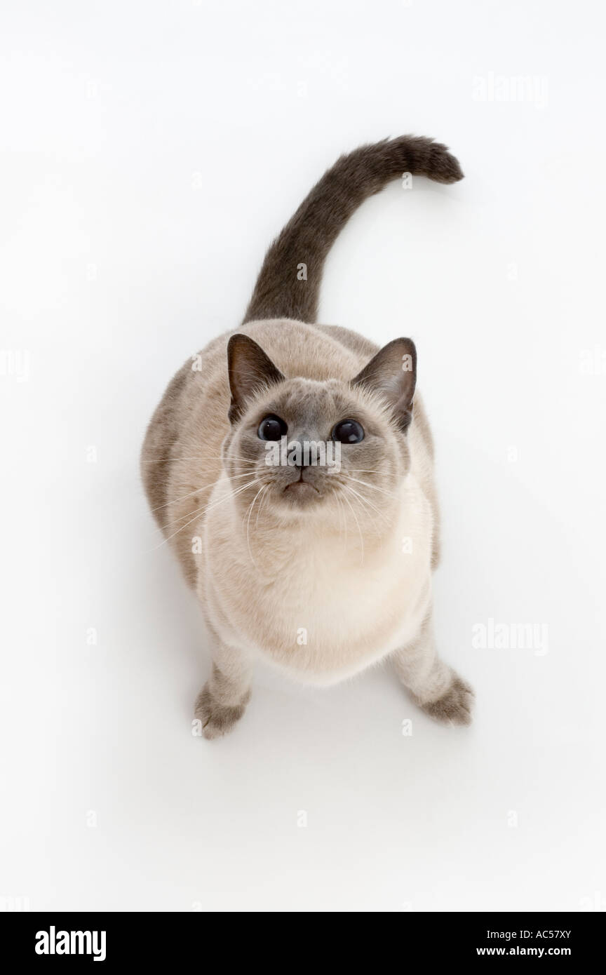Chat Siamois Blue Point Assis Et A La Recherche Photo Stock Alamy
