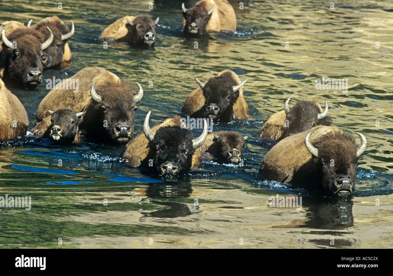 Le Parc National de Yellowstone, Bison crossing River, Wyoming, USA Banque D'Images