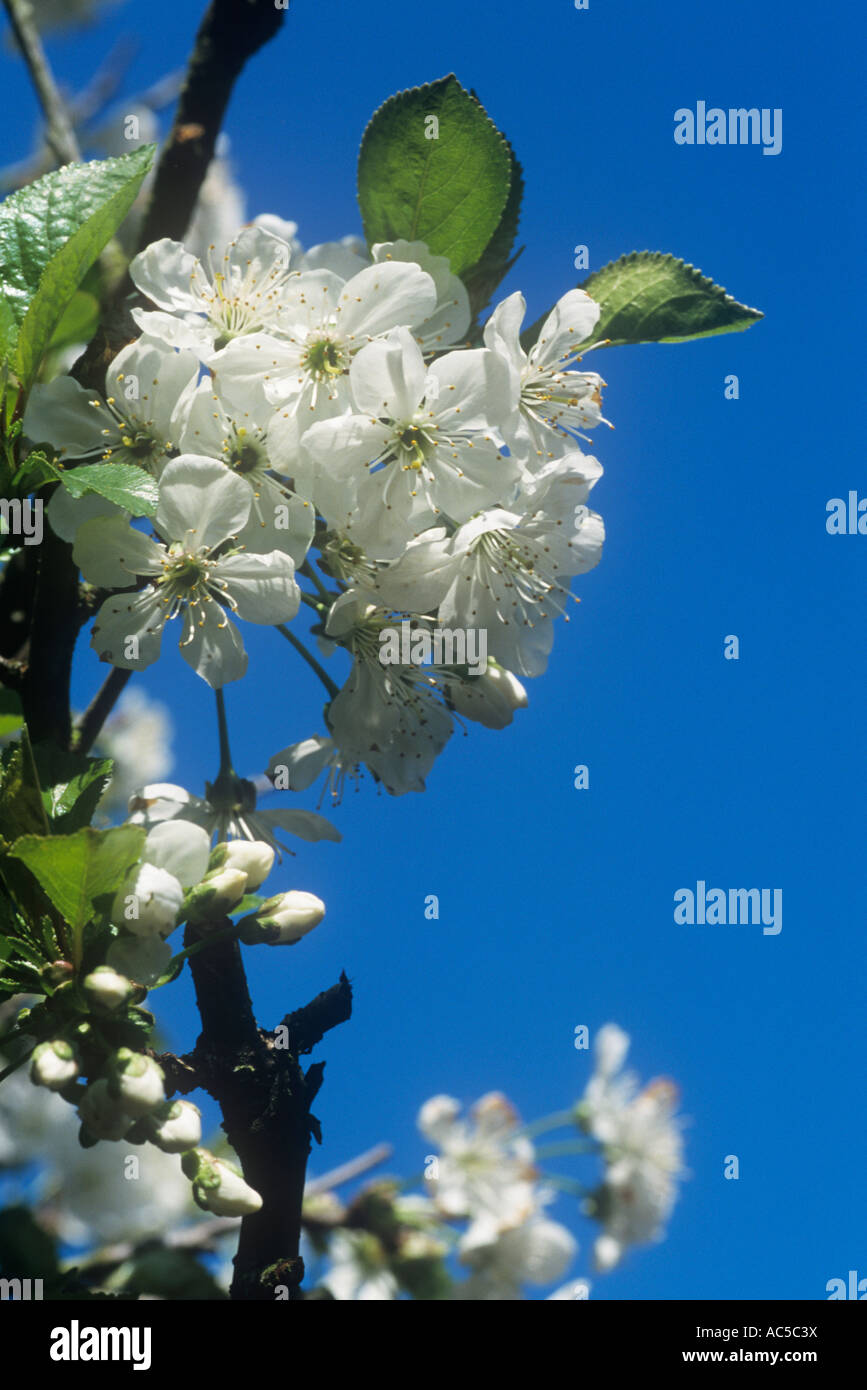 Fleur de printemps sur Morello Cherry Tree, Surrey, UK. Banque D'Images