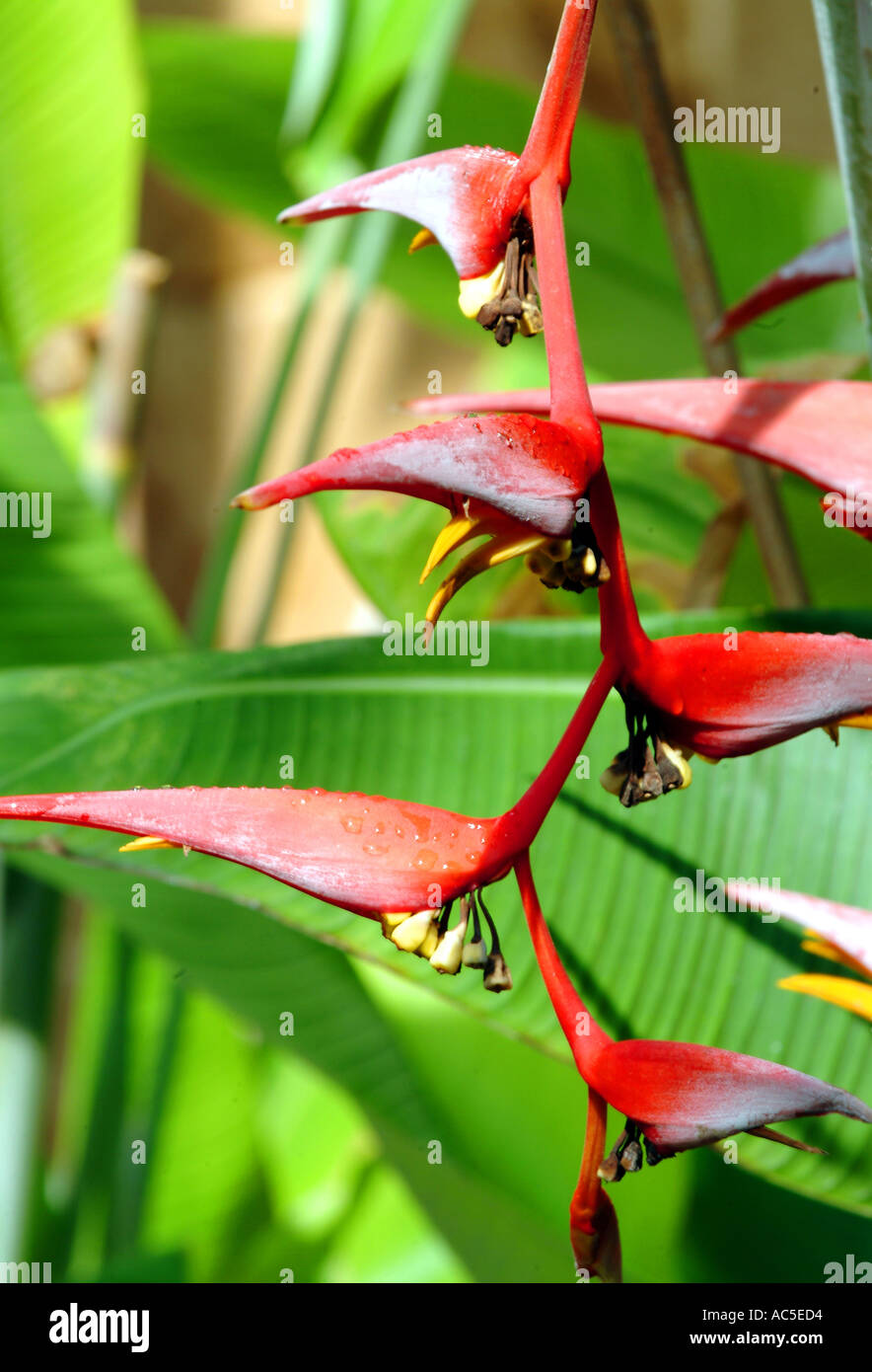 Heliconia wagneriana plant Banque D'Images