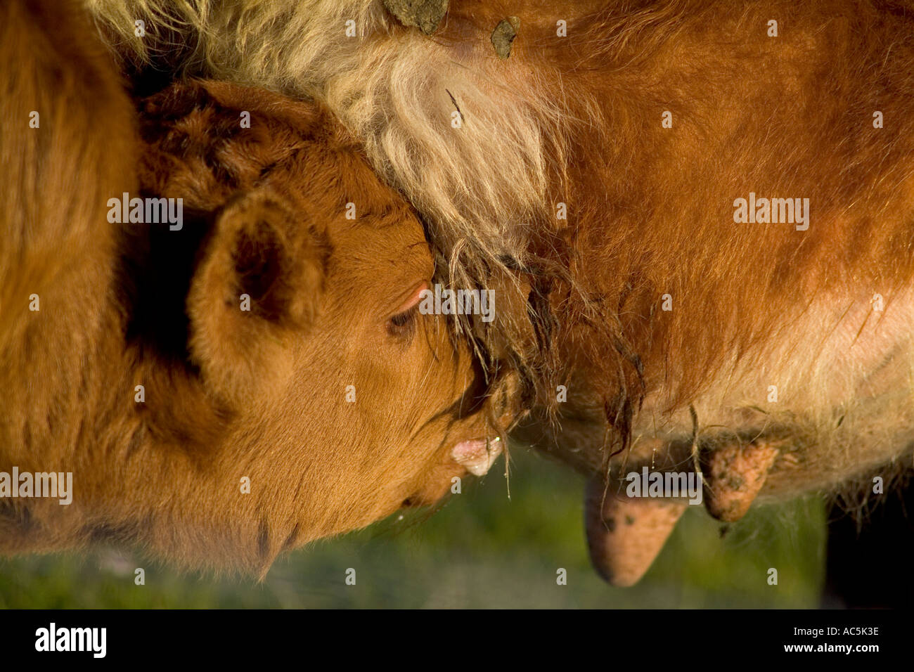 dh bovins ANIMAUX UK Calf suckler boire de mère vaches udder élevage vache allaiter lait nouveau-né alimentation Banque D'Images