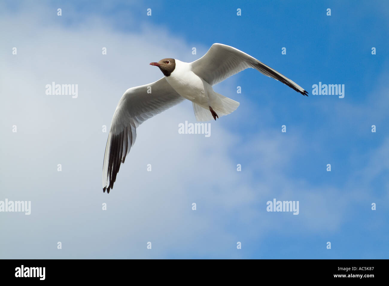 dh Larus ridibundus seabirds SEAGULLS UK Scottish Flying Black à tête vol de mouettes oiseau de mer britannique à tête noire dans les goélands du ciel écosse Banque D'Images
