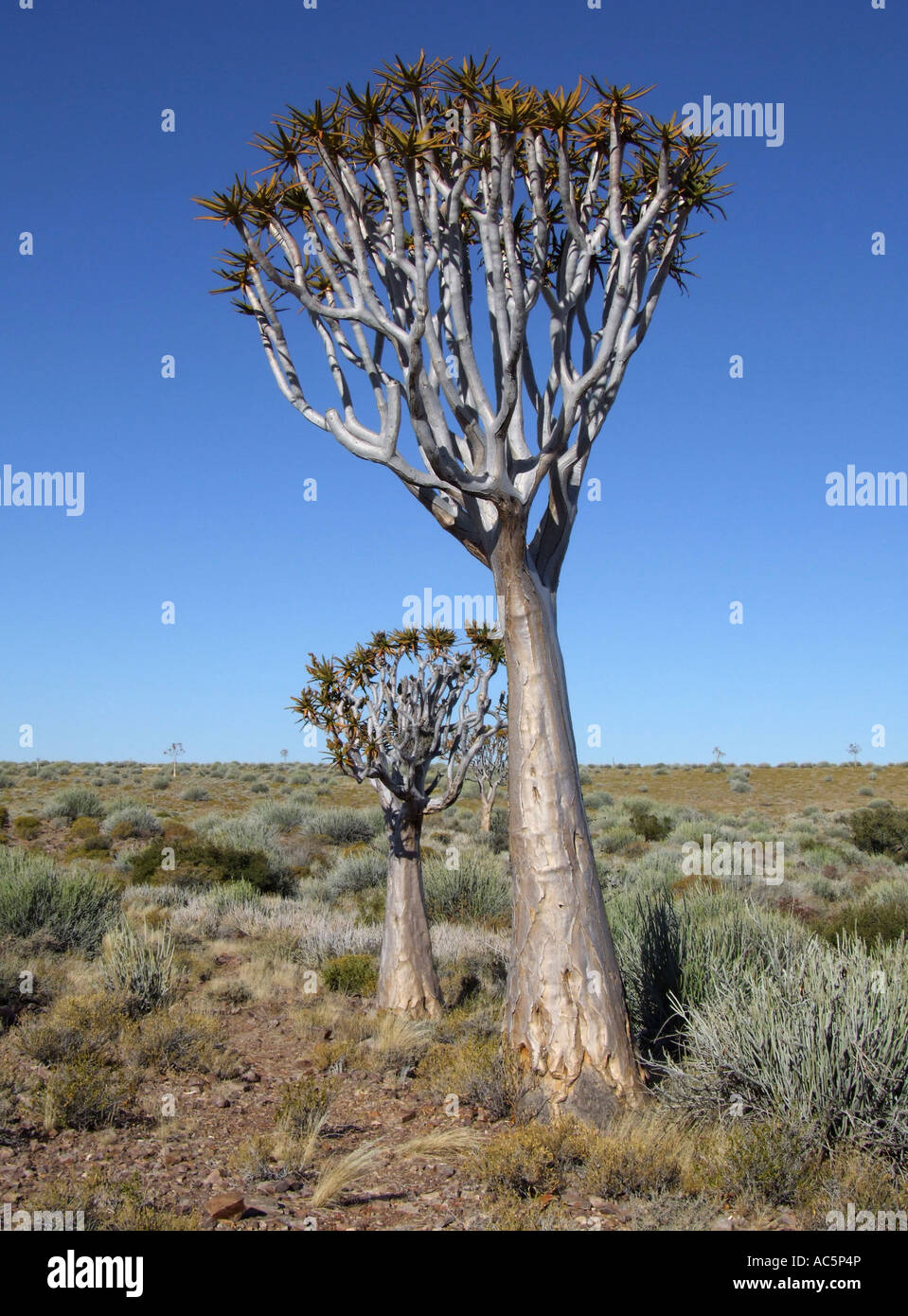 Arbres carquois Aloe dichotoma in field Banque D'Images