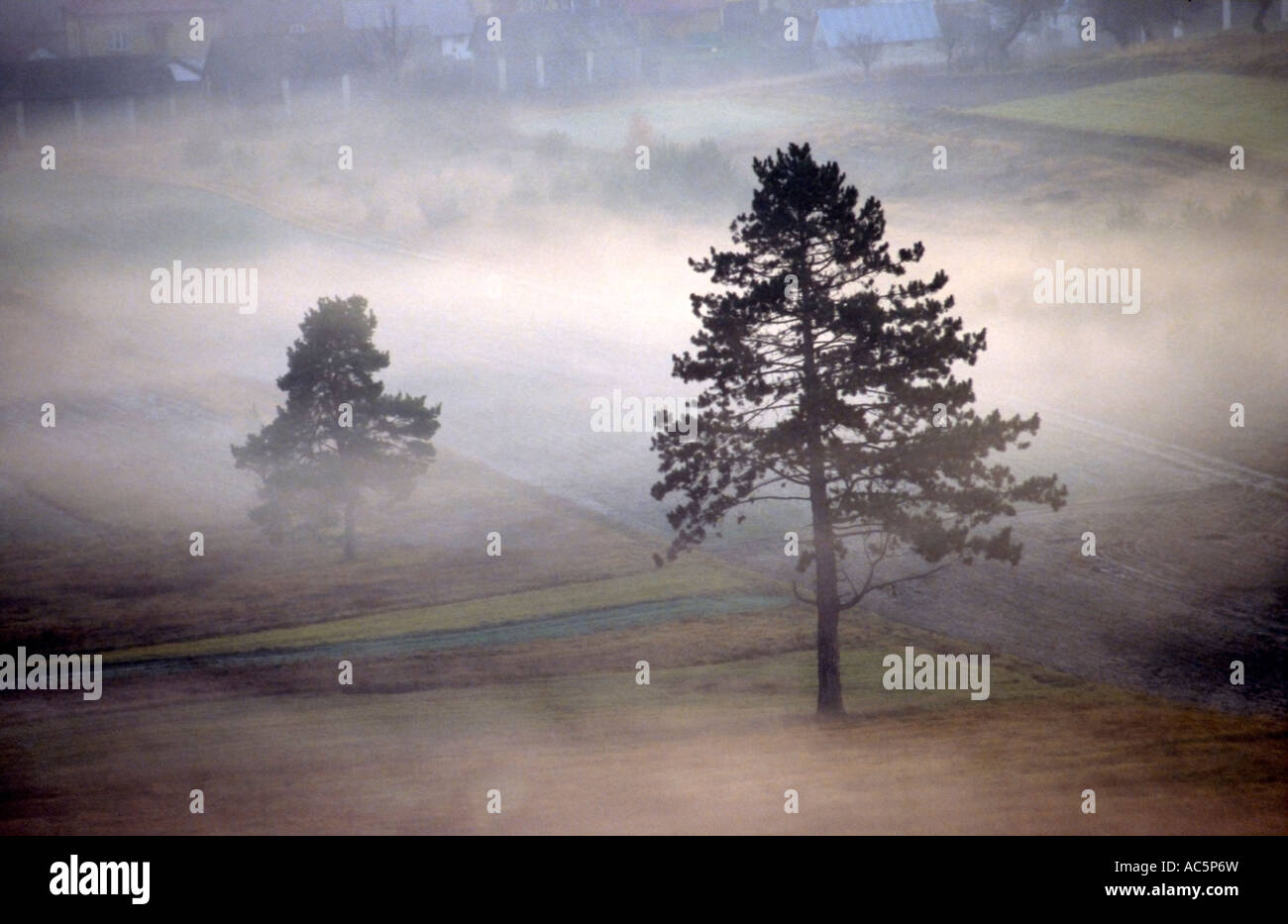 Lone Tree, Solitaire Banque D'Images