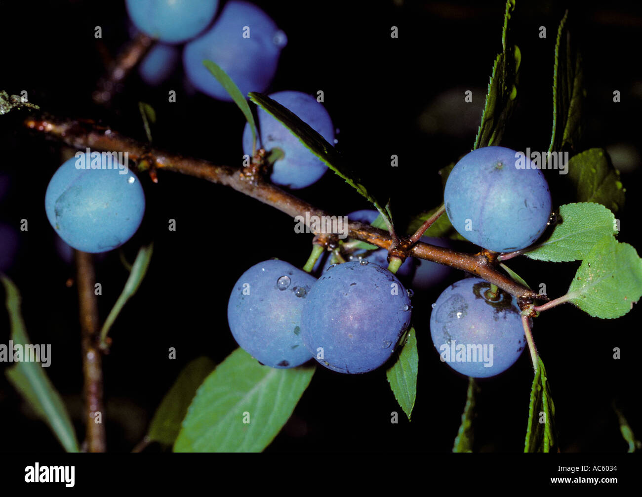 Prunellier prunus spinosa et prune bullace Banque de photographies et d ...