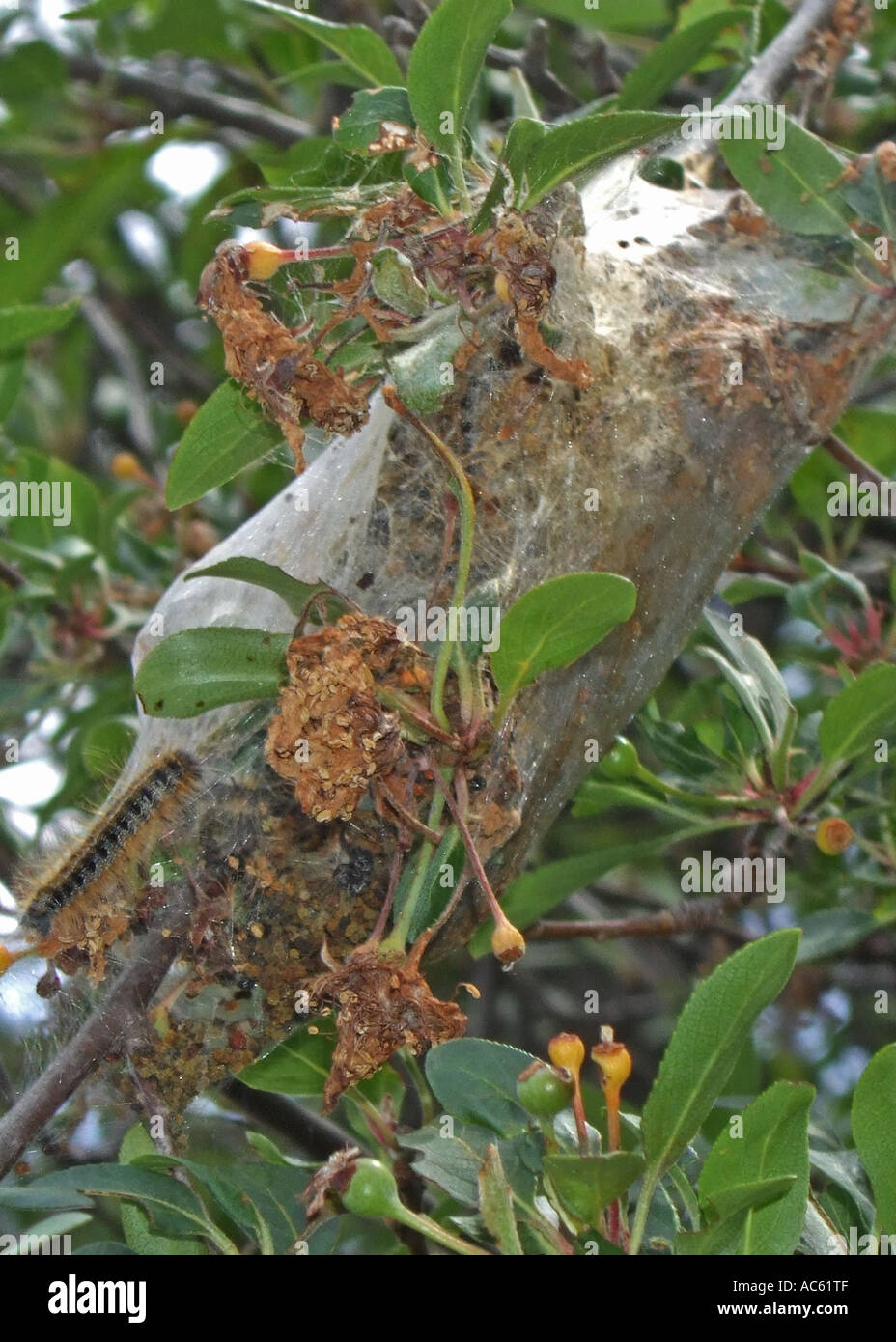 Tente de Caterpillar Banque D'Images
