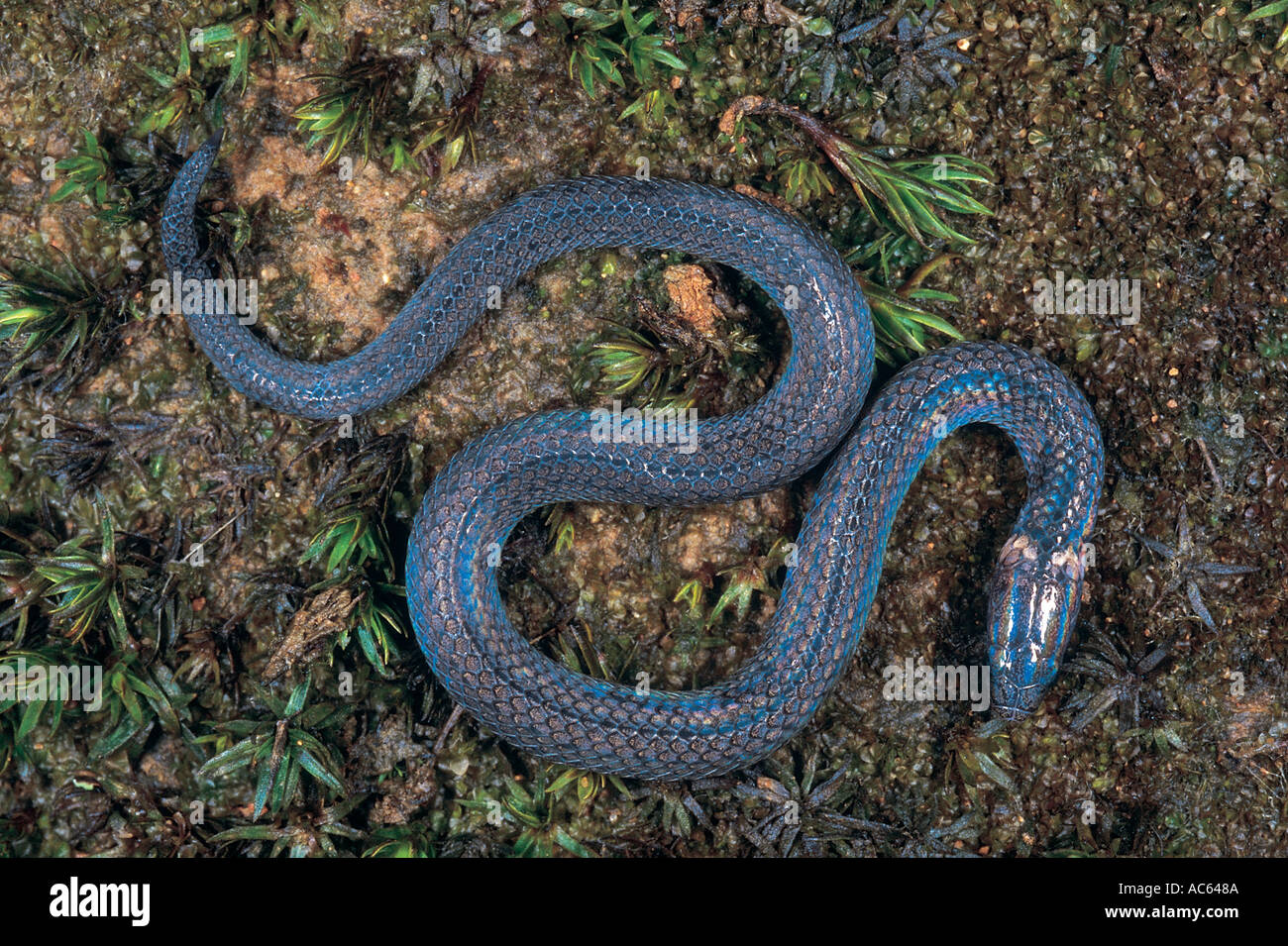 Blythia juvénile serpent irisé serpents venimeux serpent reticulata non Banque D'Images