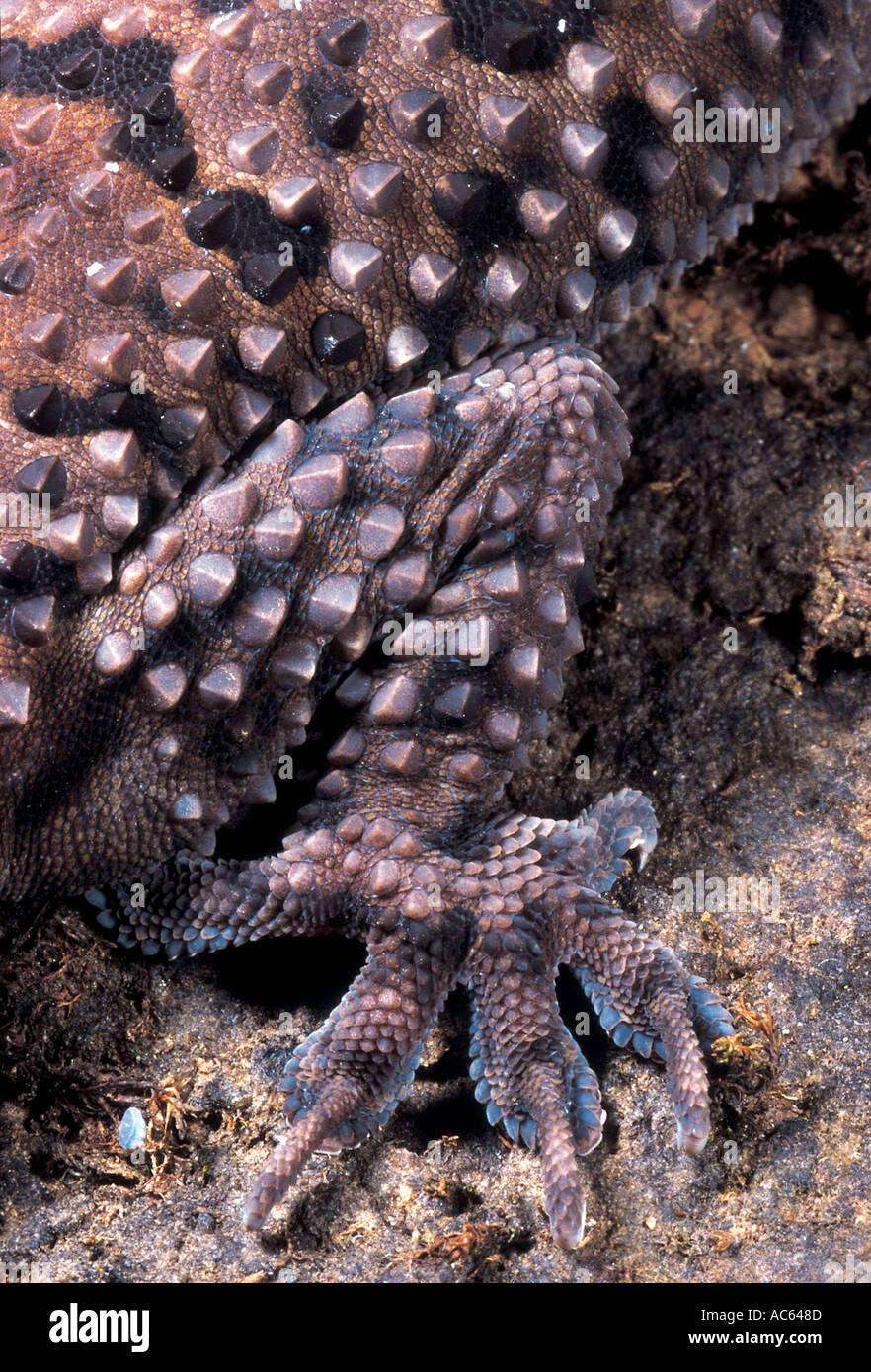 Rock gecko Hemidactylus Maculatus échelles trièdre reptile lamelles griffes Banque D'Images