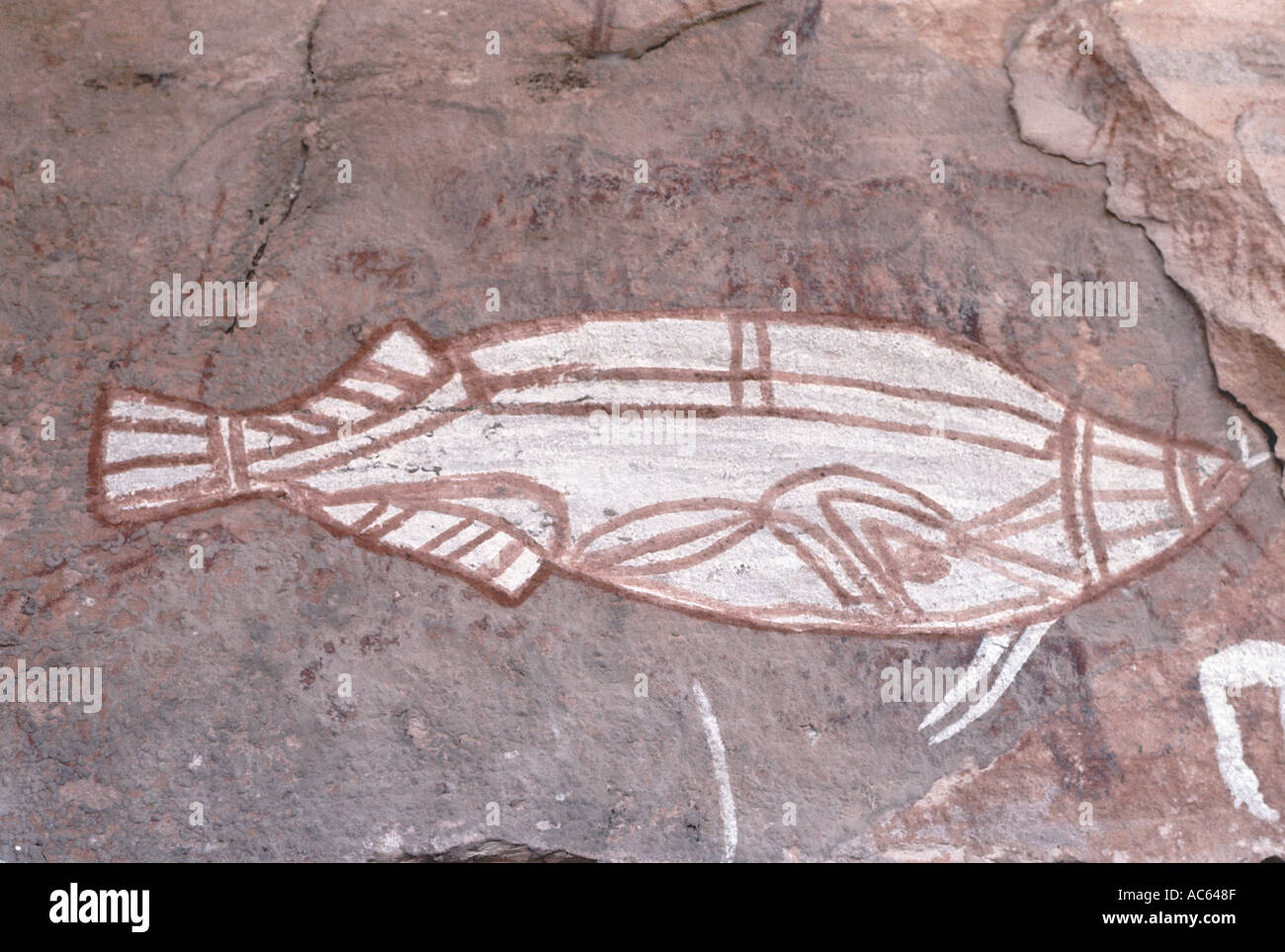 Cave peinture dessin poisson barramundi à la fresque frise l'Australie Banque D'Images