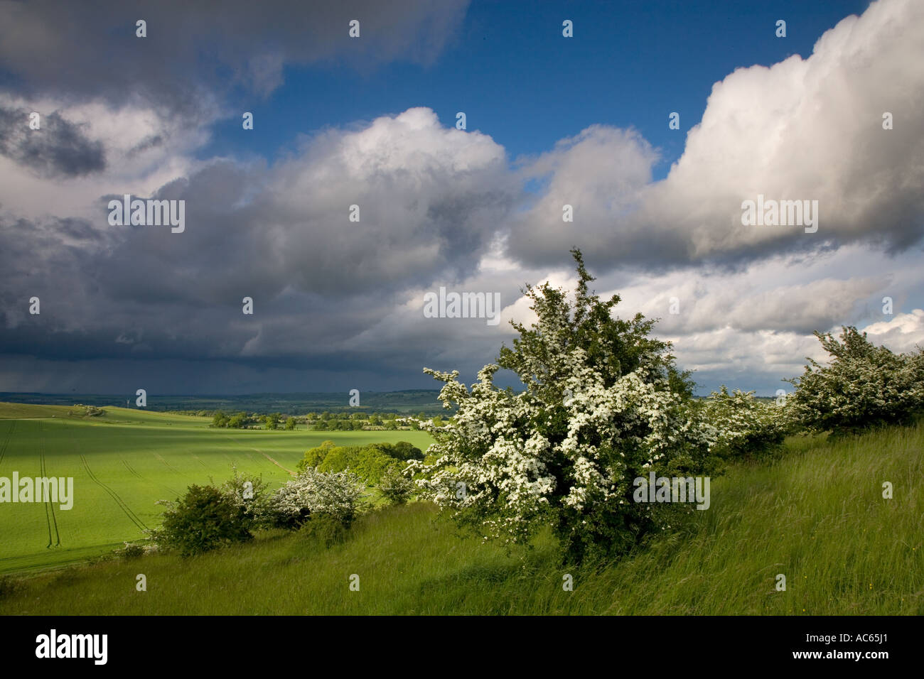 Le temps orageux Ivinghoe Hills Chilterns UK peut Banque D'Images