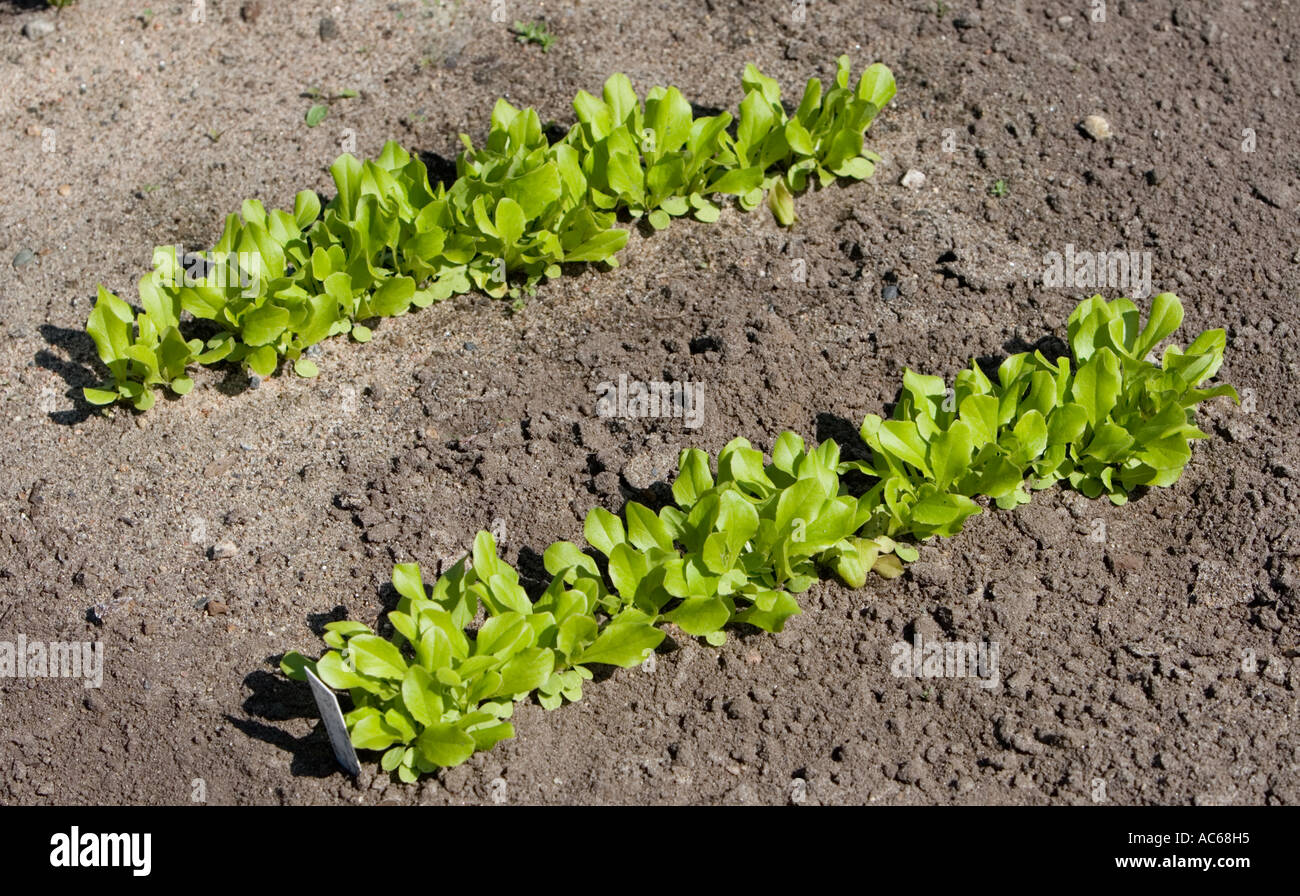 Deux rangées de sallad poussant dans le jardin, Finlande Banque D'Images