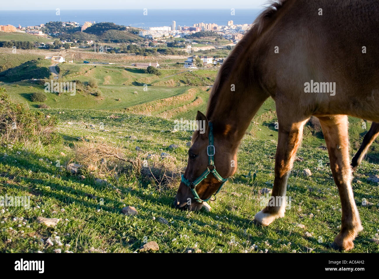 Poney broute dans les collines au-dessus de Fuengirola, Espagne poneys chevaux cheval campagne campo andalousie andalousie, paysage espagnol Banque D'Images