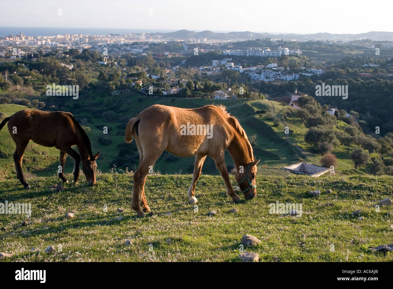 Poney broute dans les collines au-dessus de Fuengirola, Espagne poneys chevaux cheval campagne campo andalousie andalousie, paysage espagnol Banque D'Images