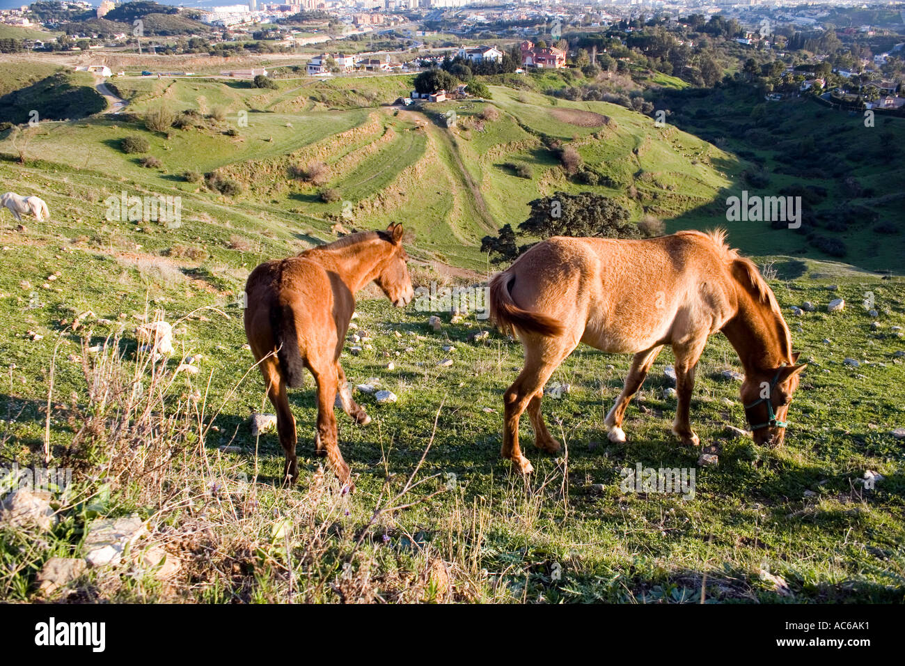 Poney broute dans les collines au-dessus de Fuengirola, Espagne poneys chevaux cheval campagne campo andalousie andalousie, paysage espagnol Banque D'Images