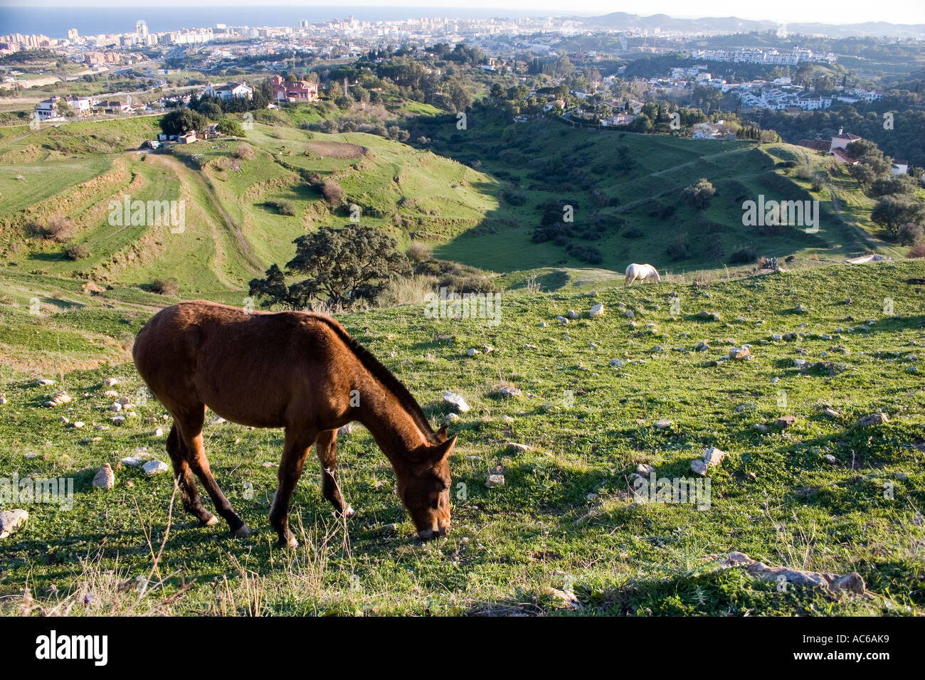 Poney broute dans les collines au-dessus de Fuengirola, Espagne poneys chevaux cheval campagne campo andalousie andalousie, paysage espagnol Banque D'Images
