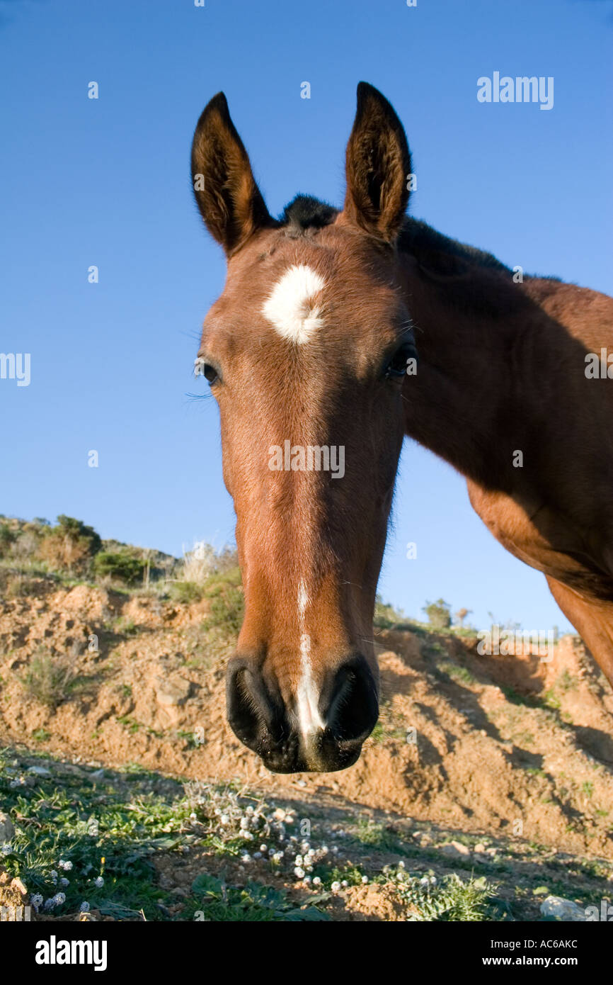 Poney broute dans les collines au-dessus de Fuengirola, Espagne poneys chevaux cheval campagne campo andalousie andalousie, paysage espagnol Banque D'Images