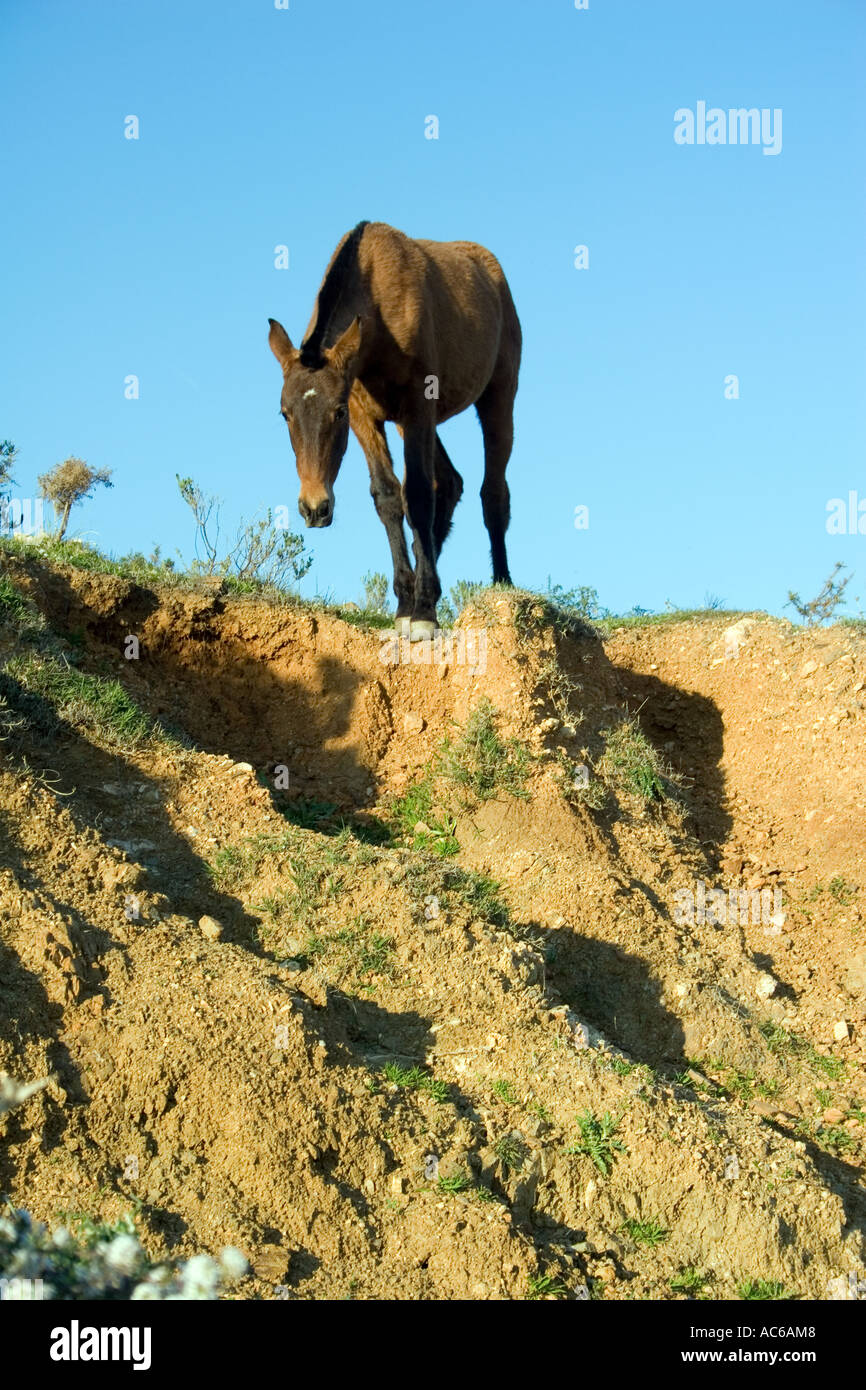 Poney broute dans les collines au-dessus de Fuengirola, Espagne poneys chevaux cheval campagne campo andalousie andalousie, paysage espagnol Banque D'Images