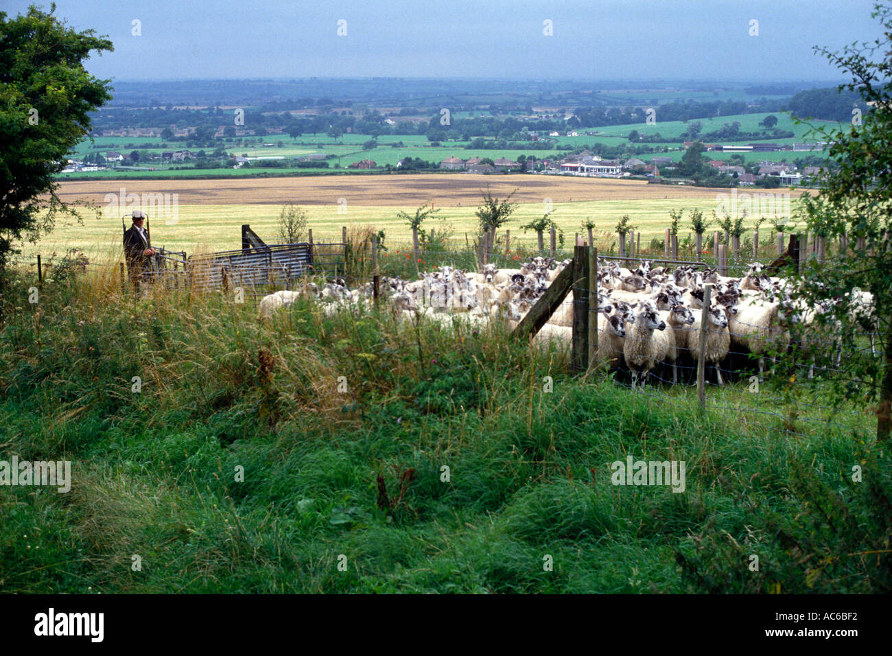 Collecte d'élevage de moutons dans la craie les bas de Wiltshire en Angleterre Banque D'Images