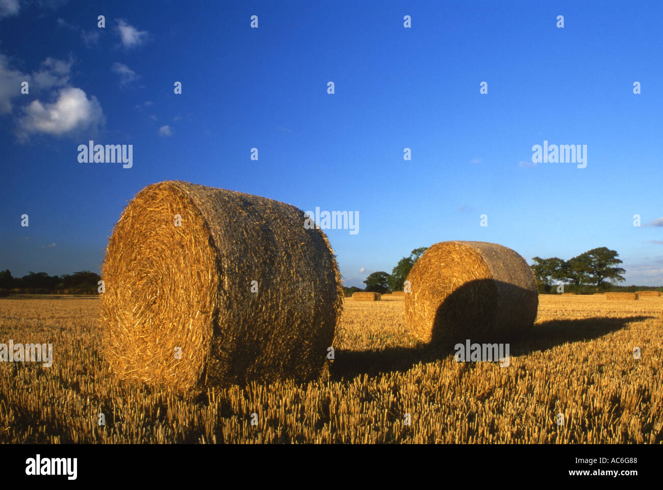 Balles de foin fraîchement coupé la fin de l'été Banque D'Images