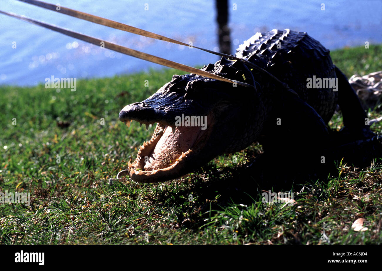 Sacs en alligator sous licence en Floride Les alligators sont d'être trouvés dans les lieux publics dans tout l'état Banque D'Images