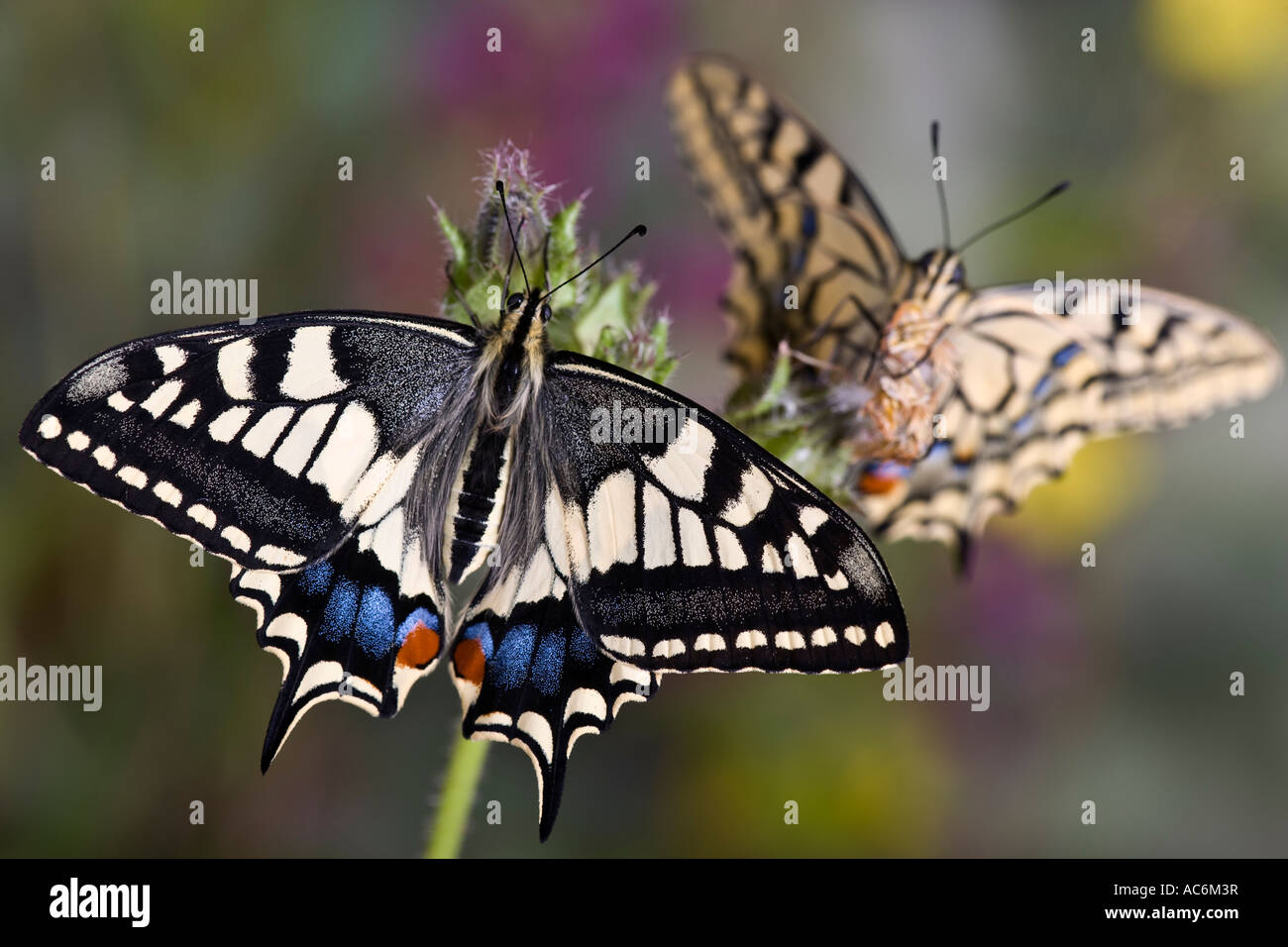 Papilio machaon machaon au repos sur thistle Banque D'Images