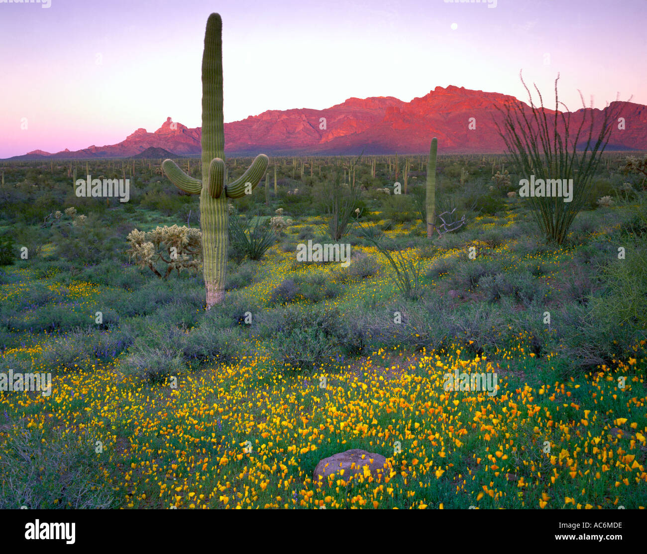 Tuyau d'orgue Monument National Cactus, AZ : Saguaro cactus dans un champ de coquelicots à la fin de la lumière Banque D'Images