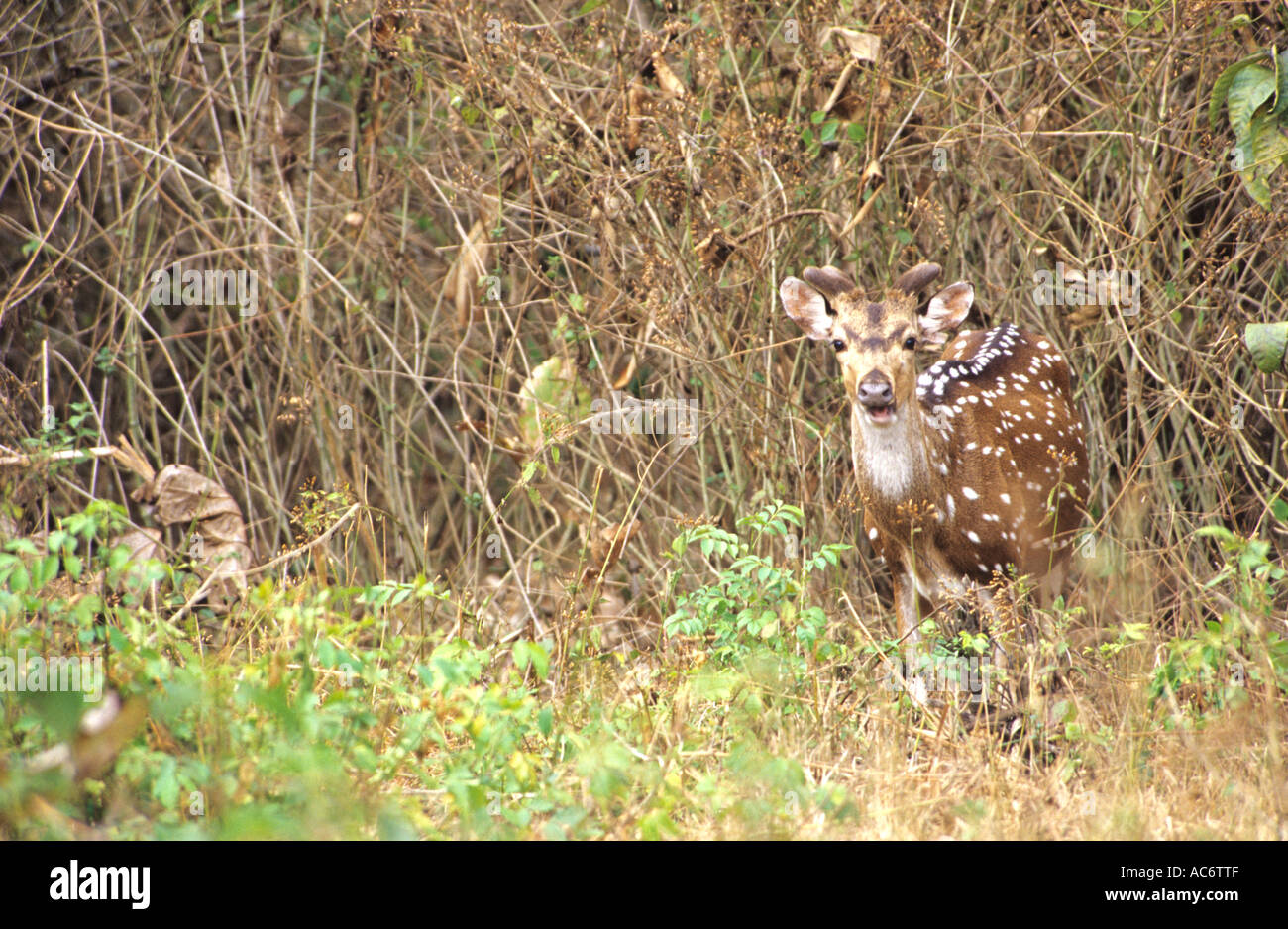 SPOTTED DEER AU KARNATAKA Banque D'Images