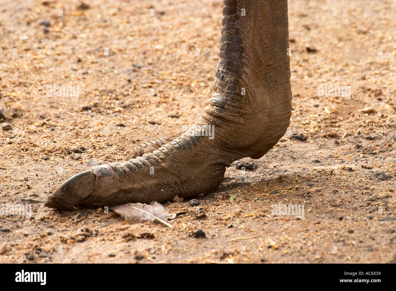 Pied d'Autruche Struthio camelus Banque D'Images