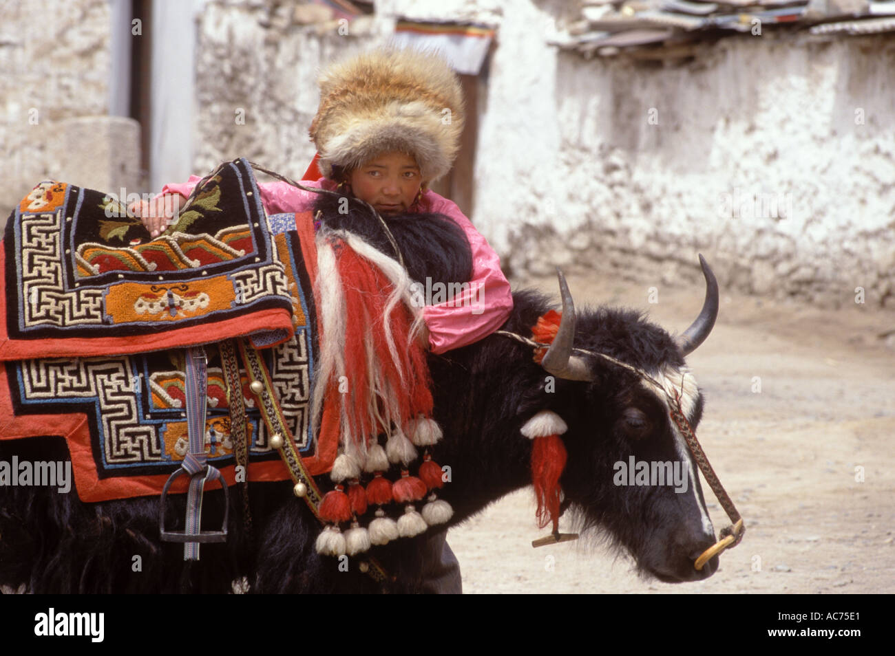 Fille tibétaine avec FOX FUR HAT repose sur entièrement ses YAK sellèrent Lhassa au Tibet Banque D'Images