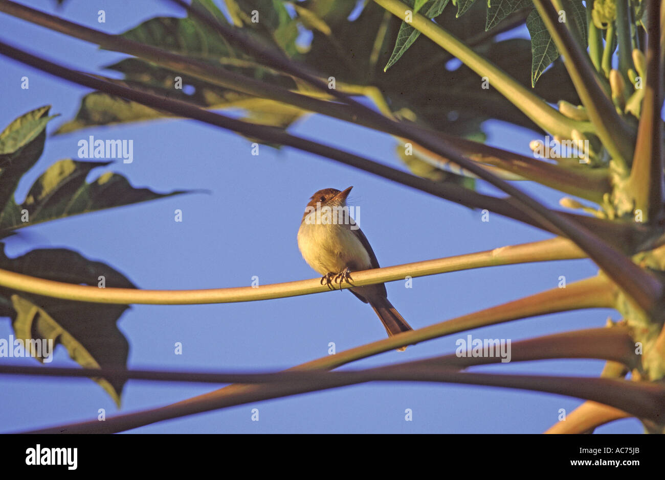 Sad flycatcher Myiarchus barbirostris une espèce endémique de la Jamaïque Jamaïque Banque D'Images